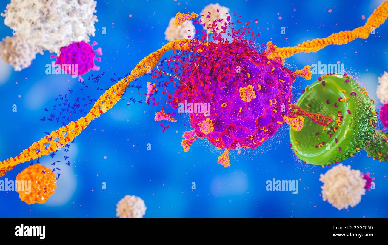 Virus COVID-19 coronavirus SRAS-COV-2 attaquant un récepteur cellulaire détruit par des anticorps B-Cell avec fond T-Cell et ADN ARN, covid-19 Banque D'Images