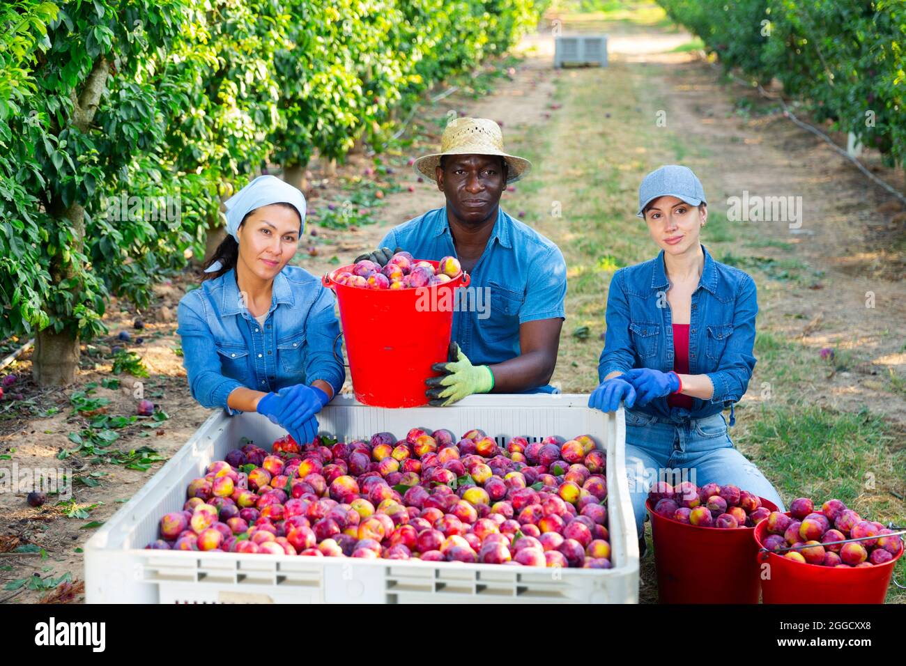 Groupe de travailleurs posant avec une boîte pleine de prunes au verger Banque D'Images