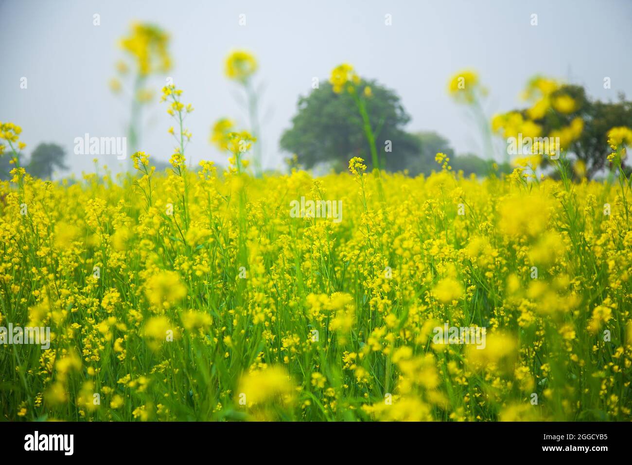 Un beau paysage d'un champ de moutarde biologique en fleurs (Sarson), pendant la période de récolte en Inde. Banque D'Images