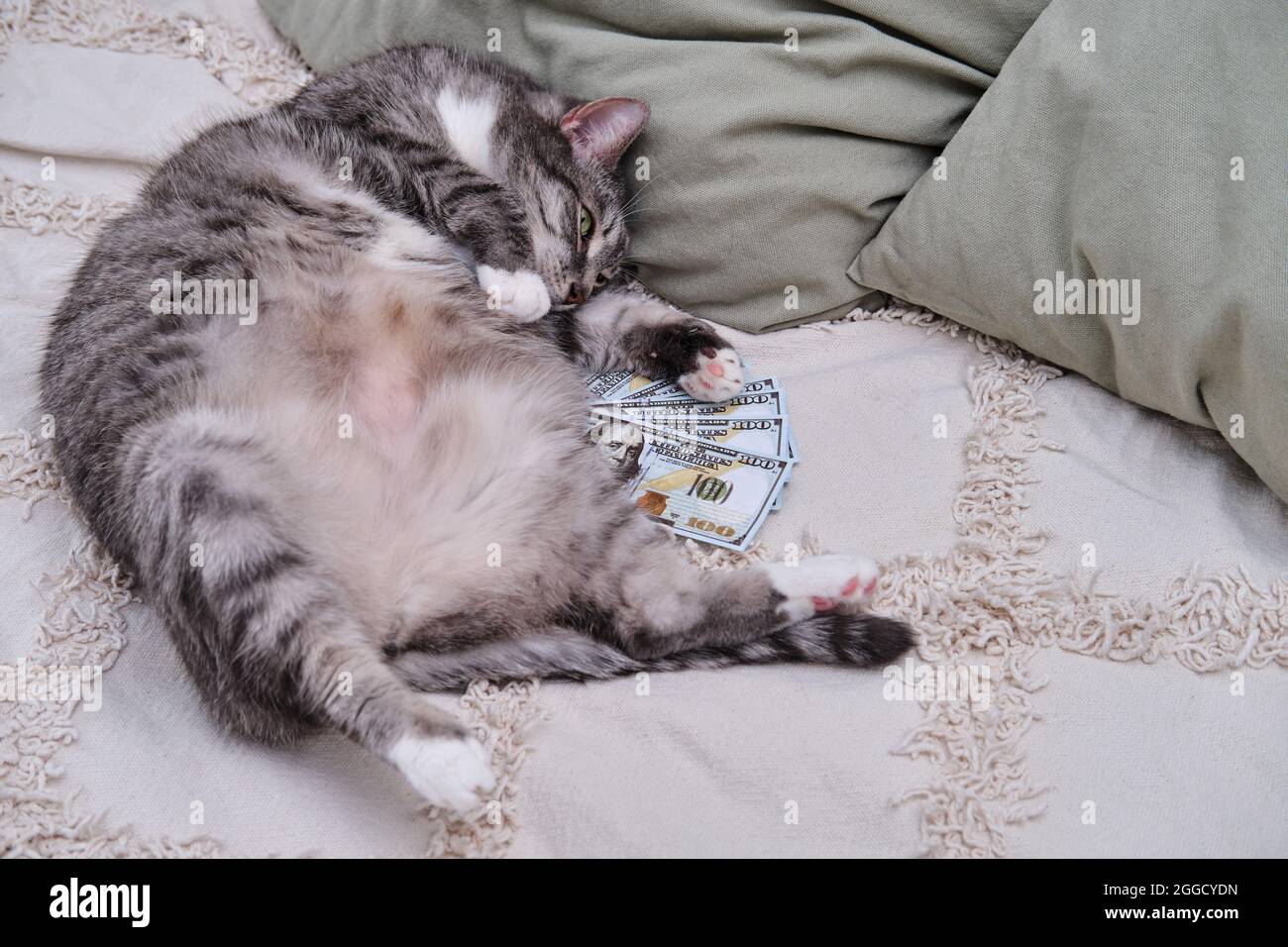 Un Gros Chat Gras Est Couche Avec De L Argent Sur Le Lit Avec Son Ventre Vers Le Haut Photo Stock Alamy