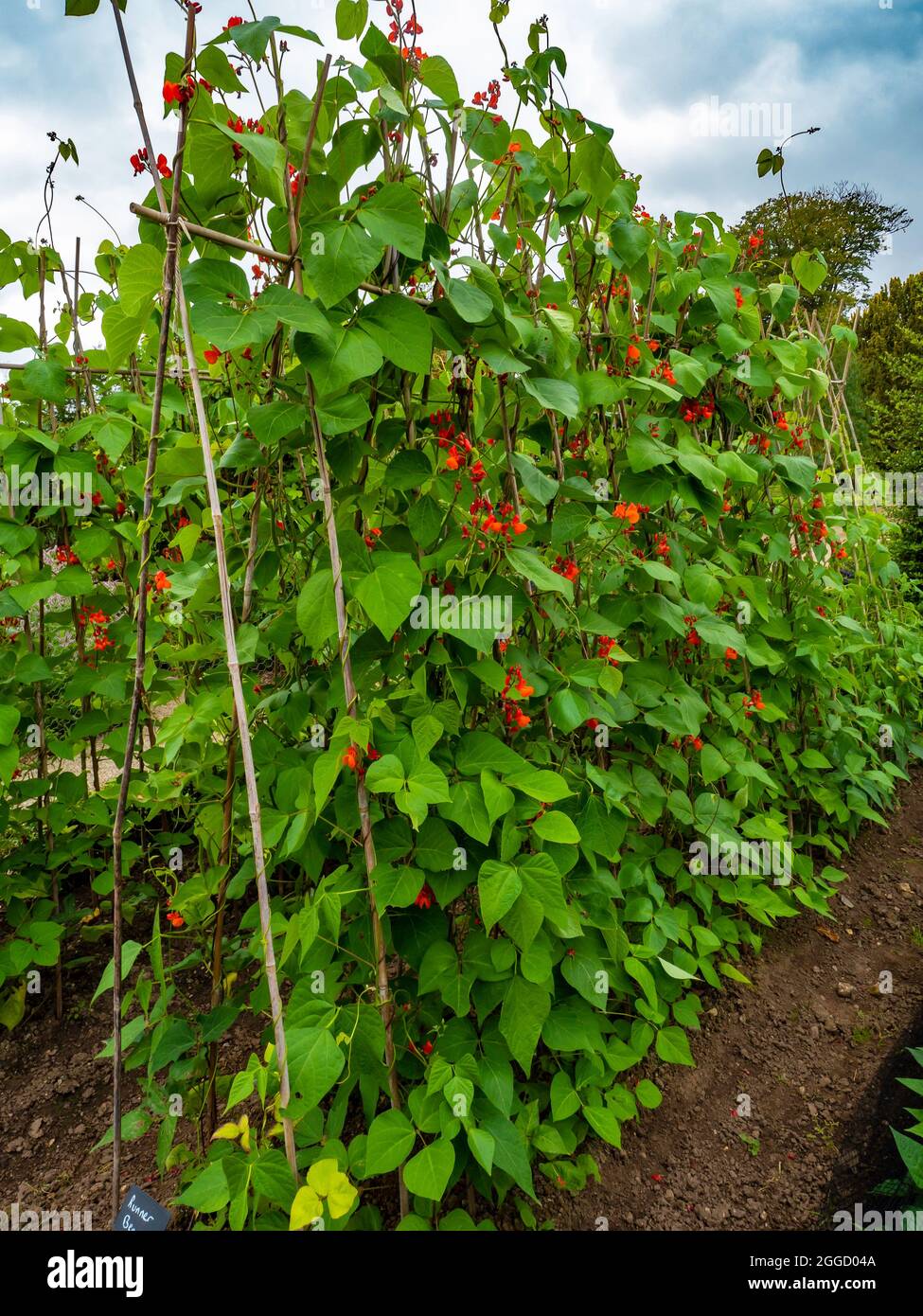 Haricots blancs qui poussent dans le jardin comestible au jardin de roses clos Wynyard Hall Tees Valley Angleterre Royaume-Uni Banque D'Images