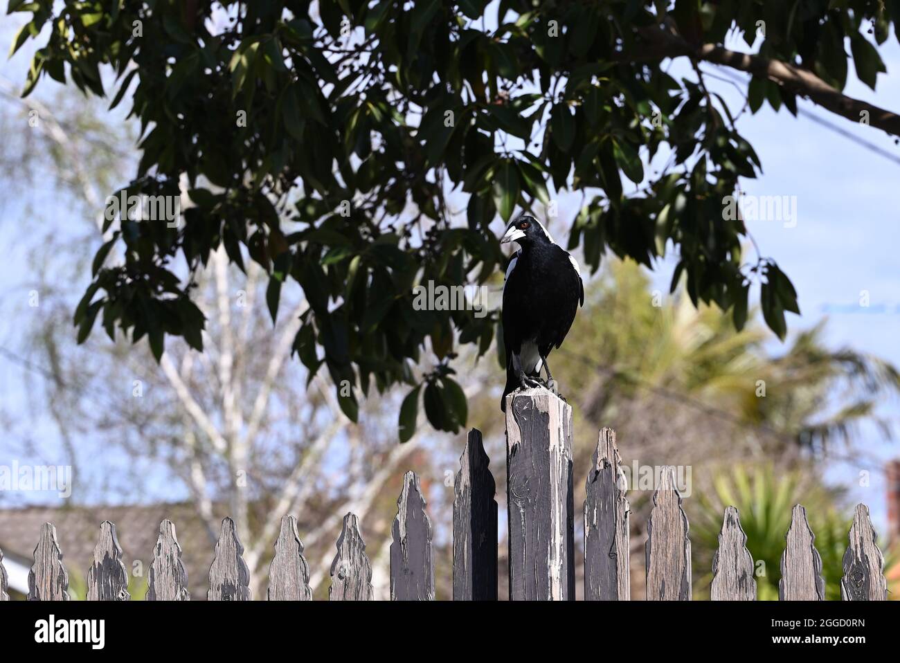 Le magpie australien se déferle d'un poste de clôture dans une cour de banlieue, avec un arbre menaçant en arrière-plan Banque D'Images