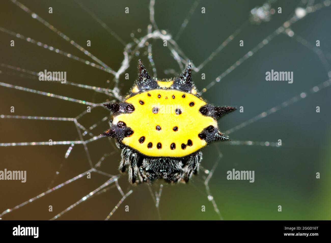 Araignée de tisserand à dos Spinybacked (Gasteracantha cancriformis) femelle dans son web, vue dorsale macro à Houston, TX. Banque D'Images