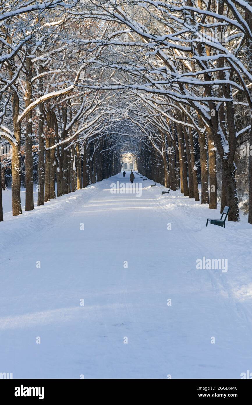 Allée de chaux d'hiver avec des branches formant une arche au-dessus d'une route piétonne dans la neige orientation verticale Banque D'Images