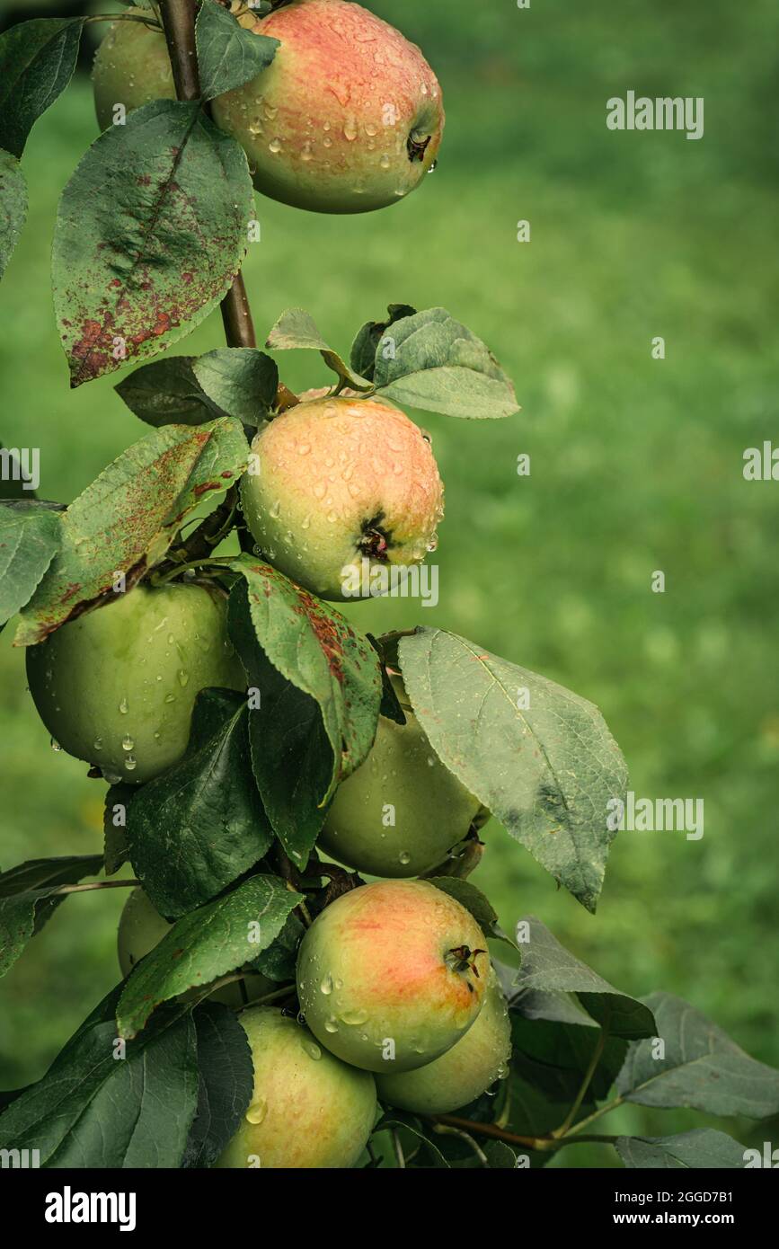 Gros plan de pommes mûres recouvertes de gouttes de pluie sur fond vert Banque D'Images