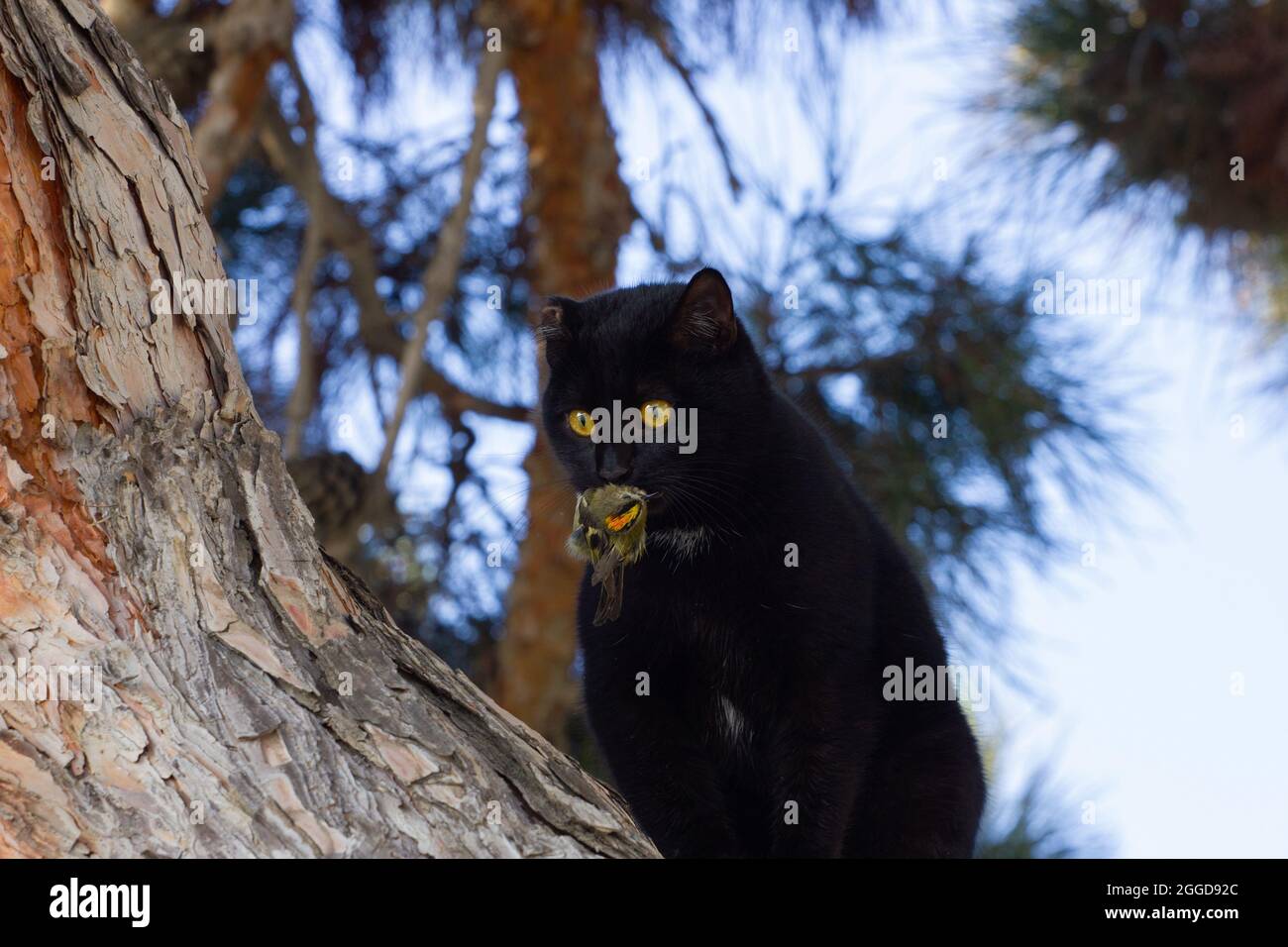 Un chat noir attrape un bel oiseau dans un arbre. Banque D'Images