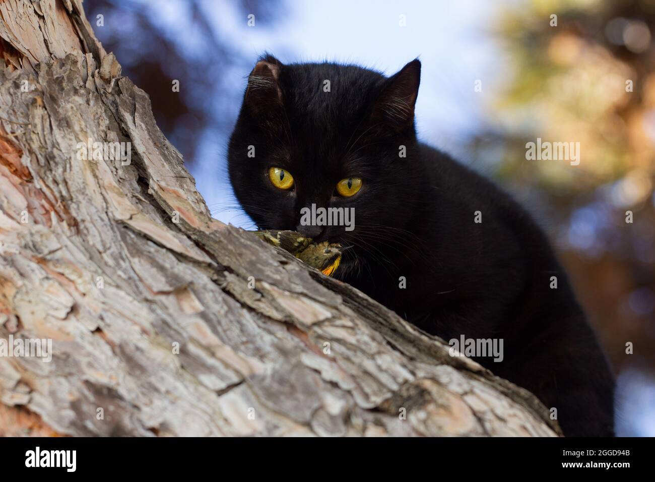 Un chat noir attrape un bel oiseau dans un arbre. Banque D'Images