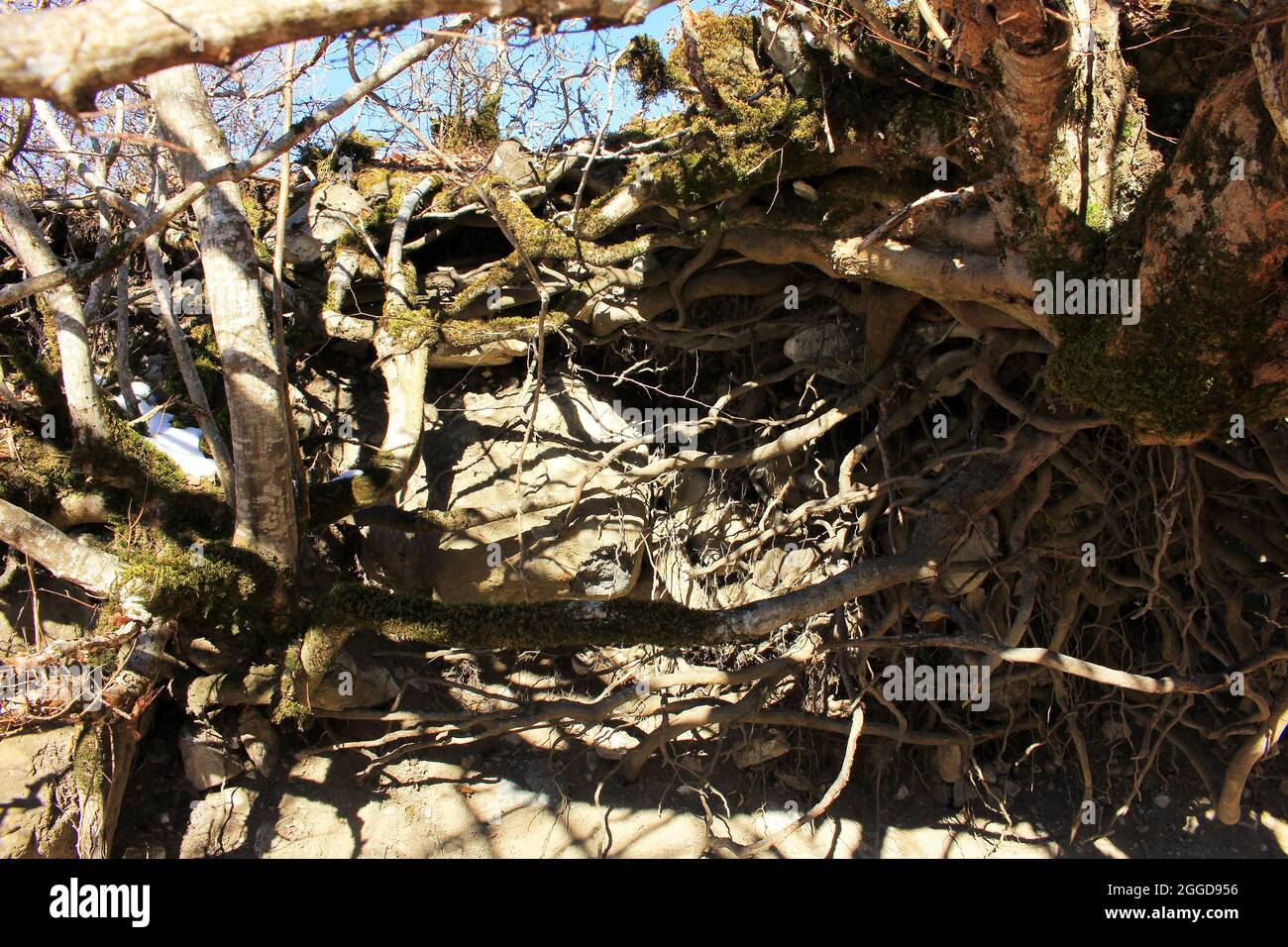 Racines d'arbres entrelacées exposées sans sol dans la forêt. Banque D'Images