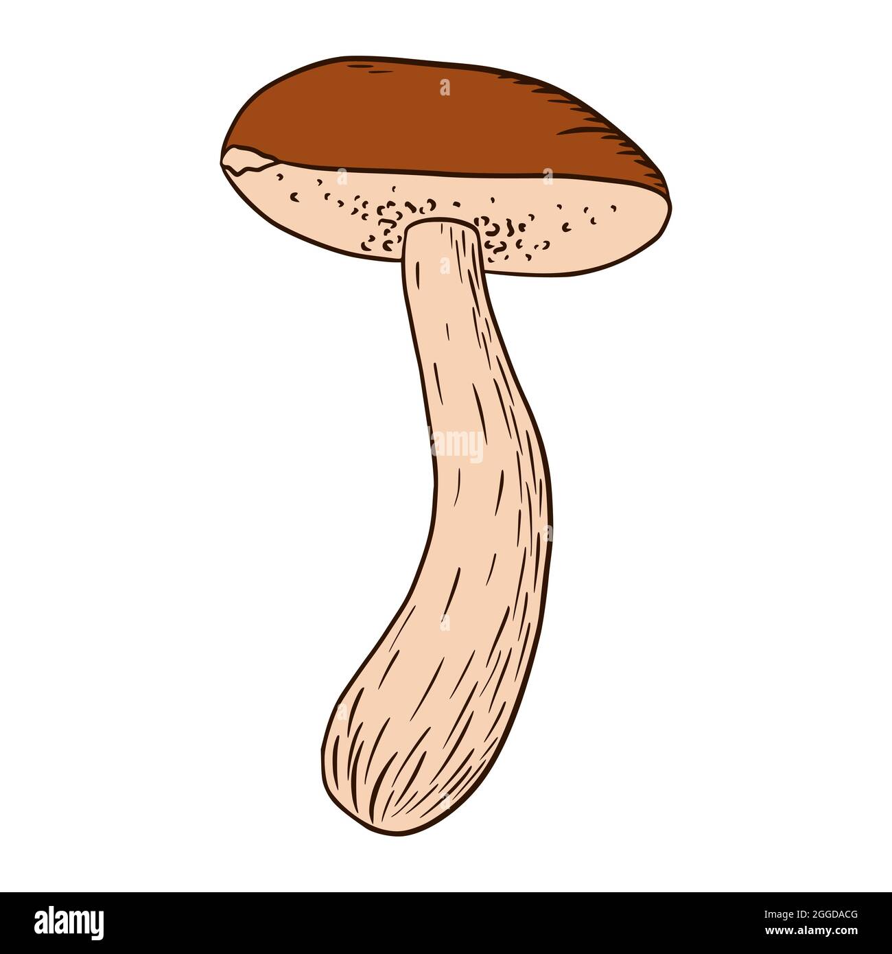 Illustration de champignons comestibles Boletus. Icône représentant un champignon de forêt pour logo, emblème, imprimés, autocollants, feuilles de coloriage, design et décoration du menu Illustration de Vecteur