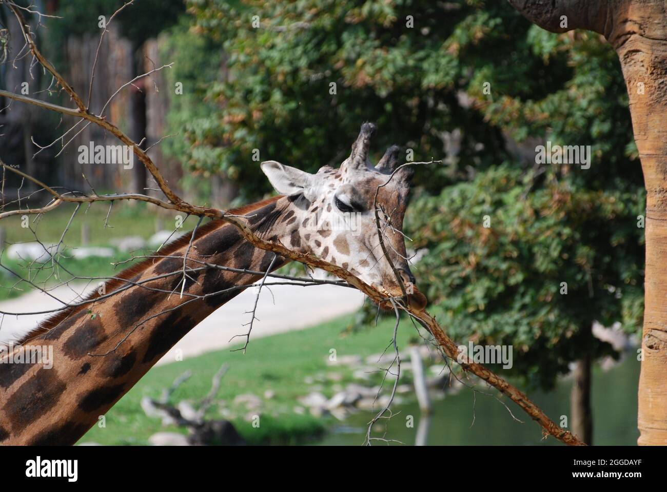 Leone, iena, giraffa e altri animali del Parco natura viva Banque D'Images