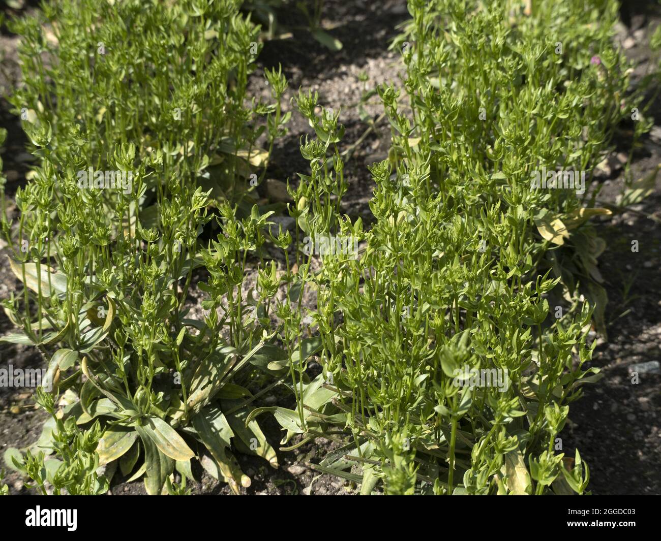 Centaurium erythraea plante fleur gros plan Banque D'Images