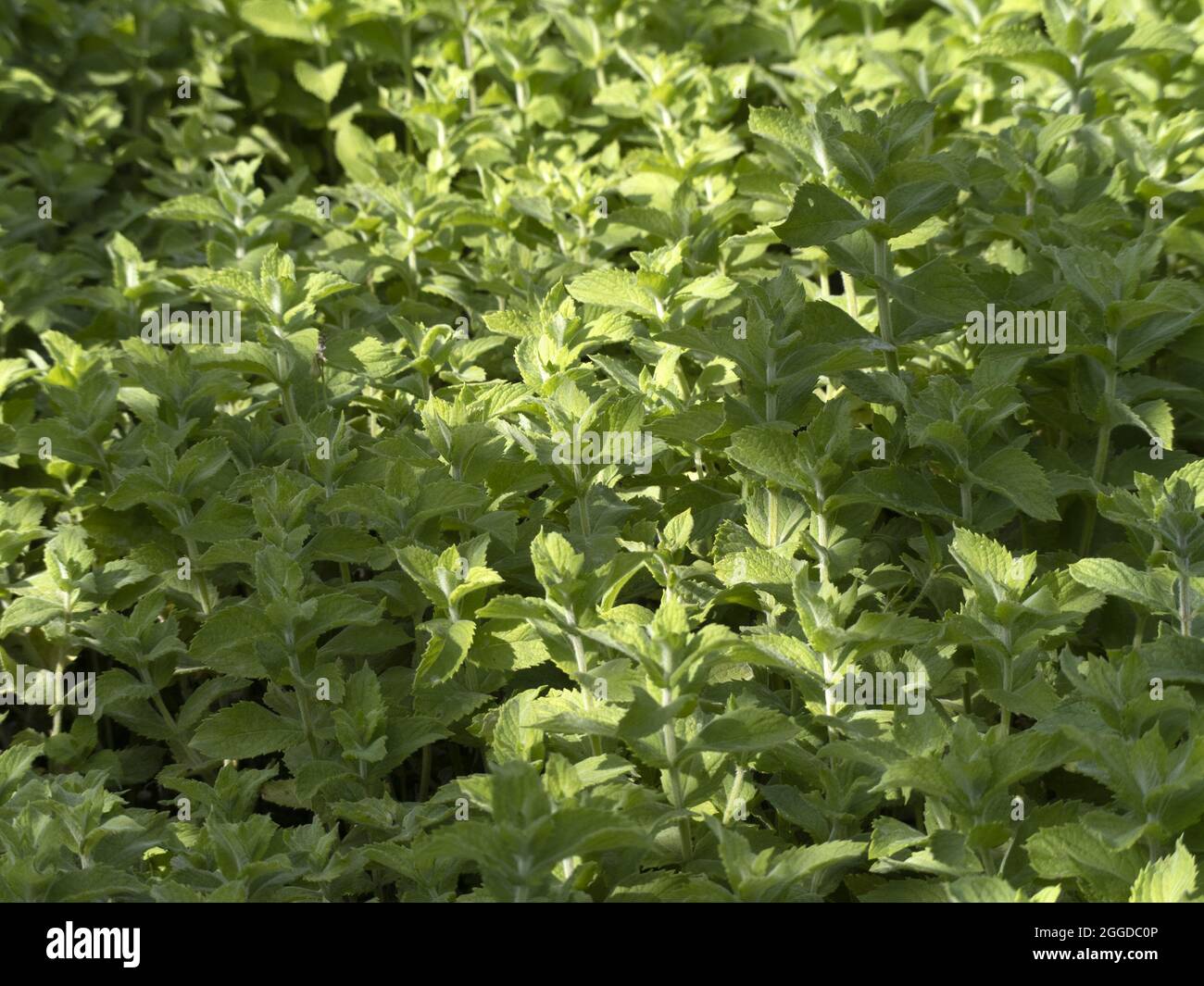 mentha rotundifolia fleur de menthe gros plan Banque D'Images