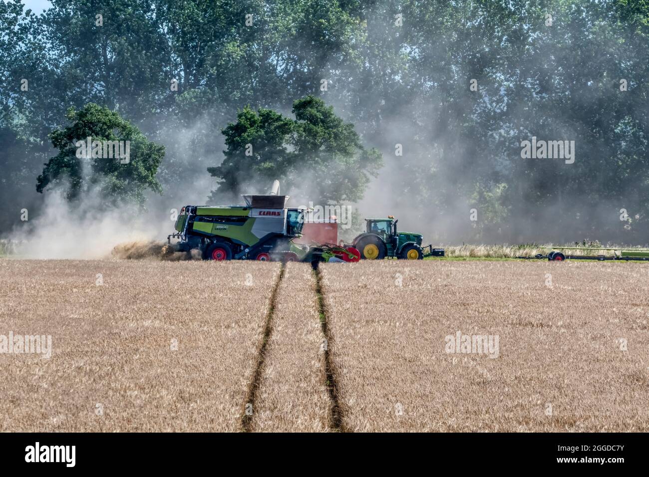 Moissonneuse-batteuse Claas Lexion 8900 récolte de céréales à Norfolk avec tracteur et remorque. Banque D'Images