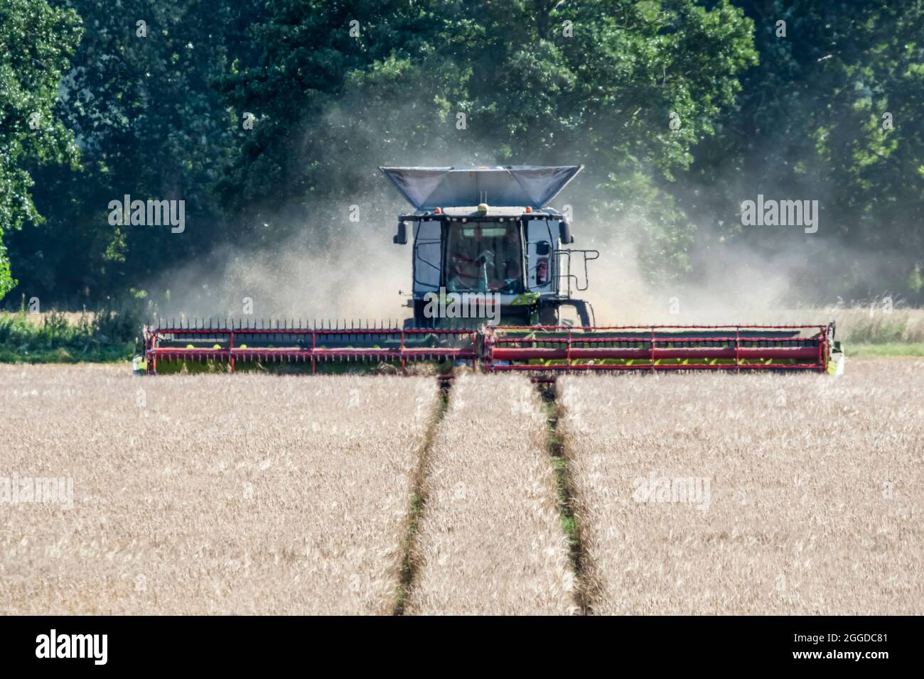 Récolte de céréales dans Norfolk avec moissonneuse-batteuse Claas Lexion 8900. Banque D'Images