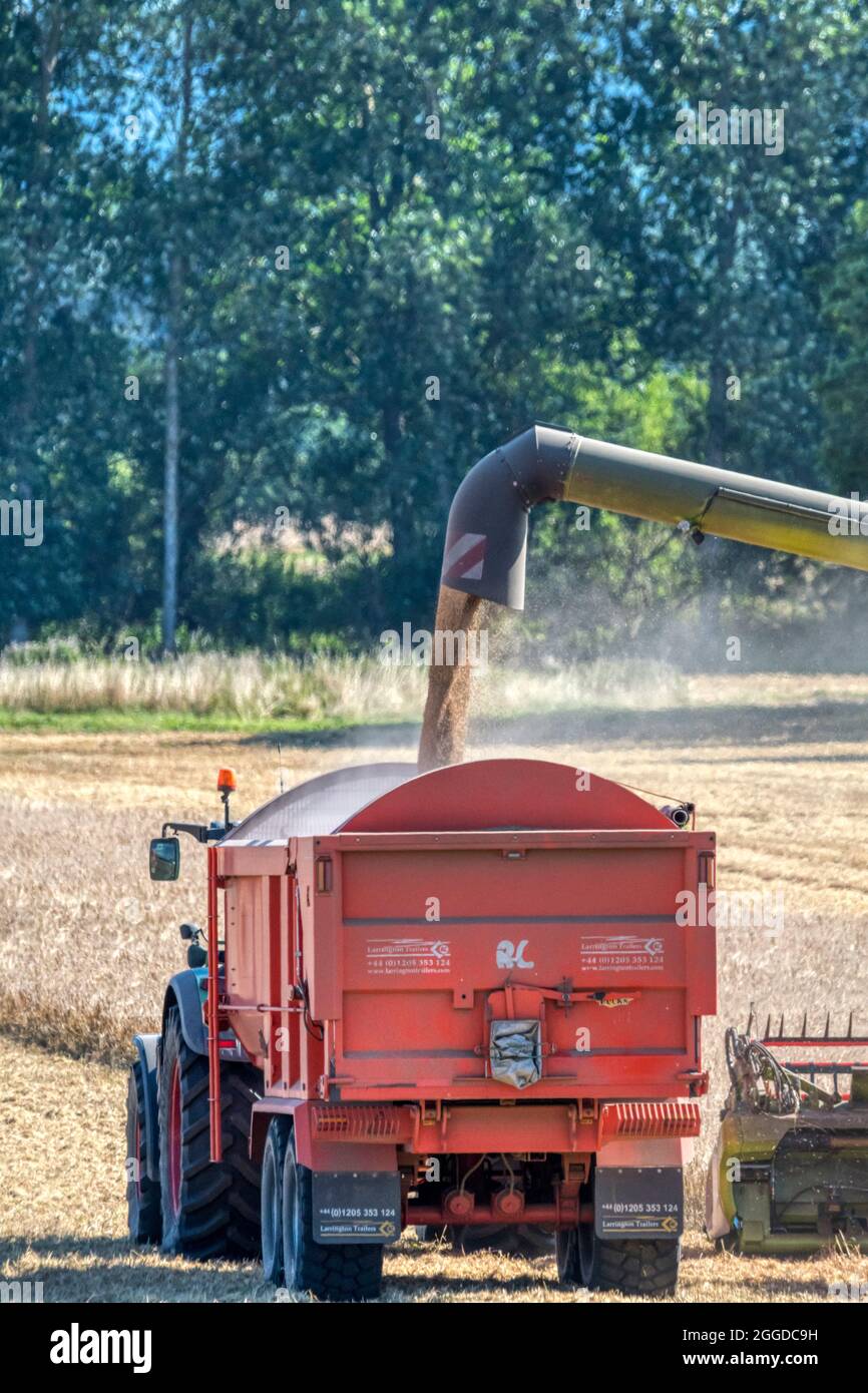Moissonneuse-batteuse déchargeant le grain vers un tracteur et une remorque à Norfolk, Royaume-Uni. Banque D'Images