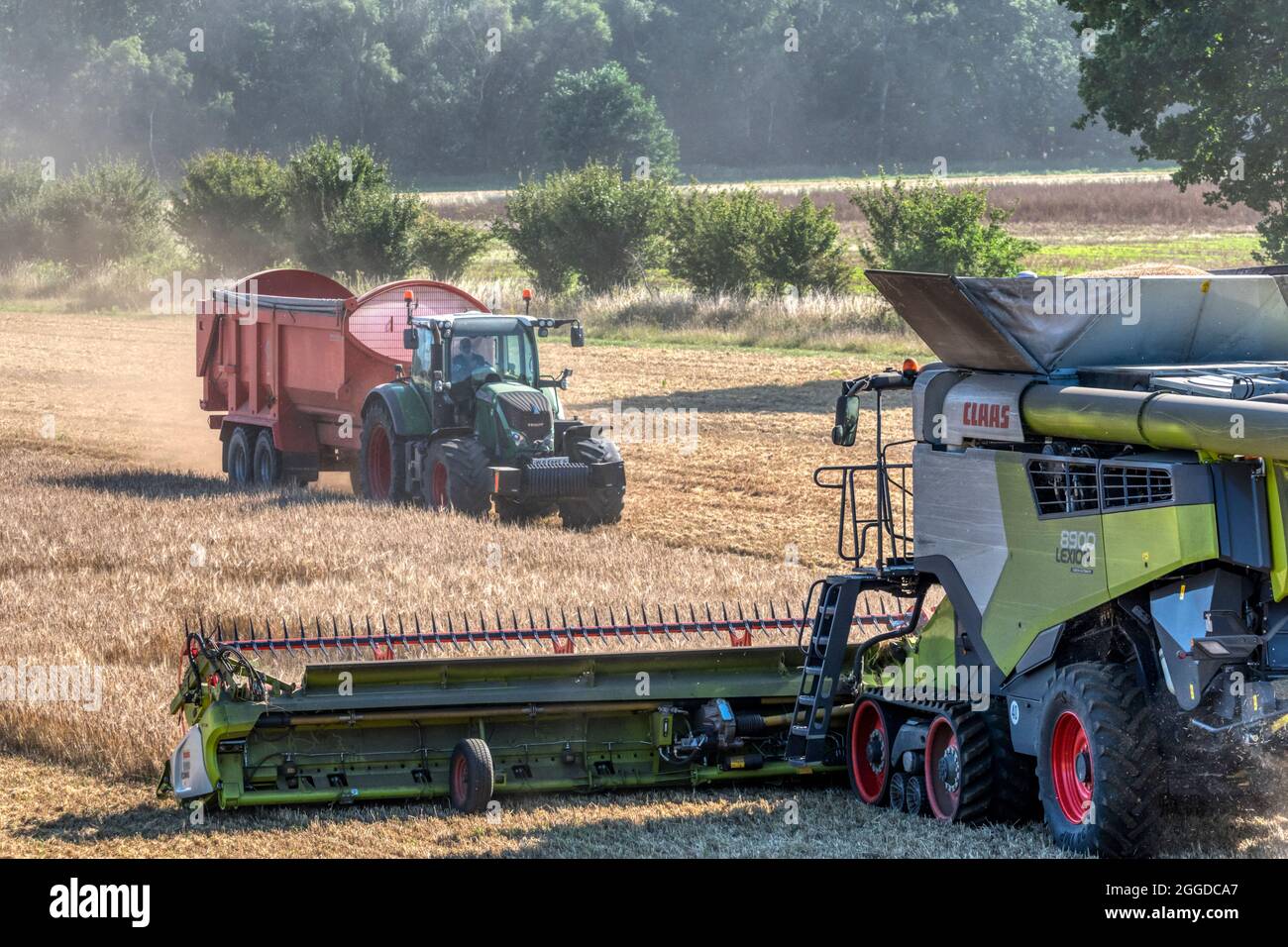 Moissonneuse-batteuse Claas Lexion 8900 récolte de céréales à Norfolk avec tracteur et remorque. Banque D'Images