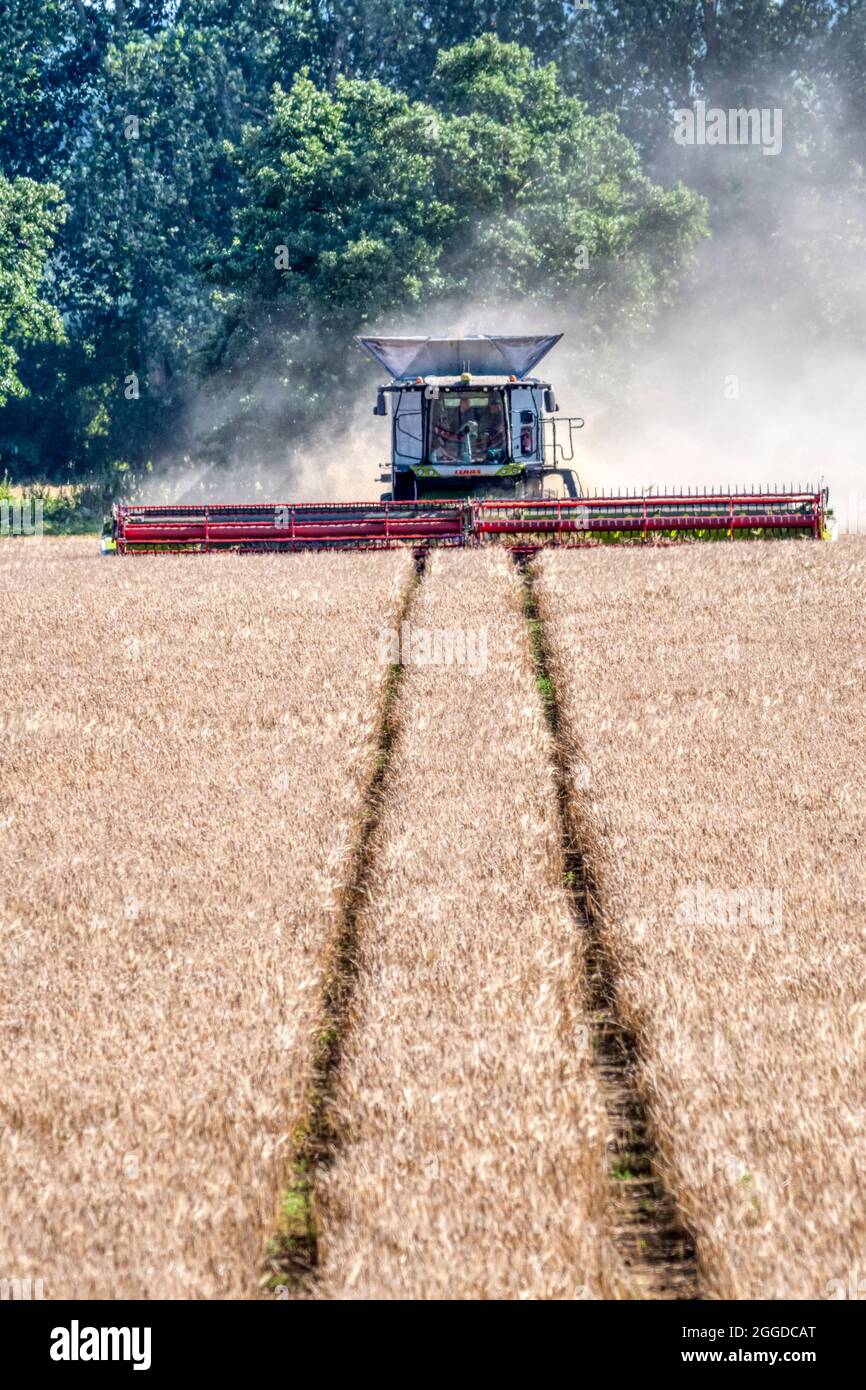 Récolte de céréales dans Norfolk avec moissonneuse-batteuse Claas Lexion 8900. Banque D'Images