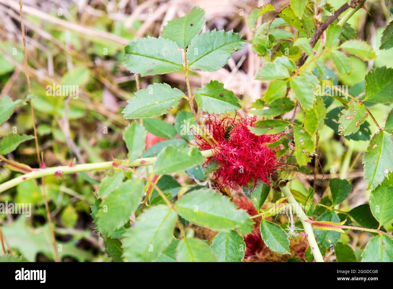 La Galle de la mousse rouge vif sur la rose, causée par la guêpe de la Galle Diplolepis rosae. Banque D'Images
