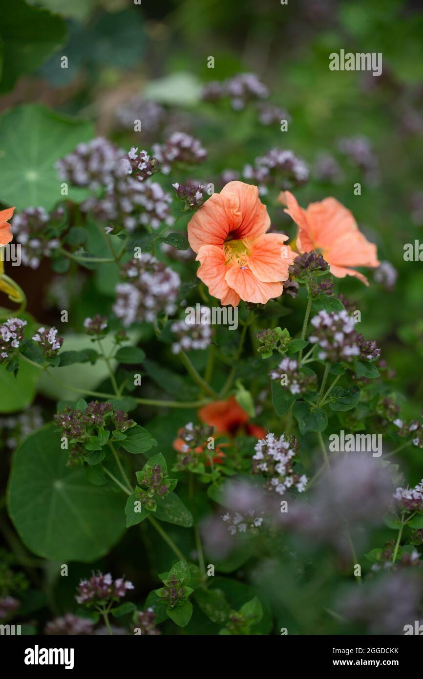 Fleurs de Naturtium et origan à fleurs Banque D'Images