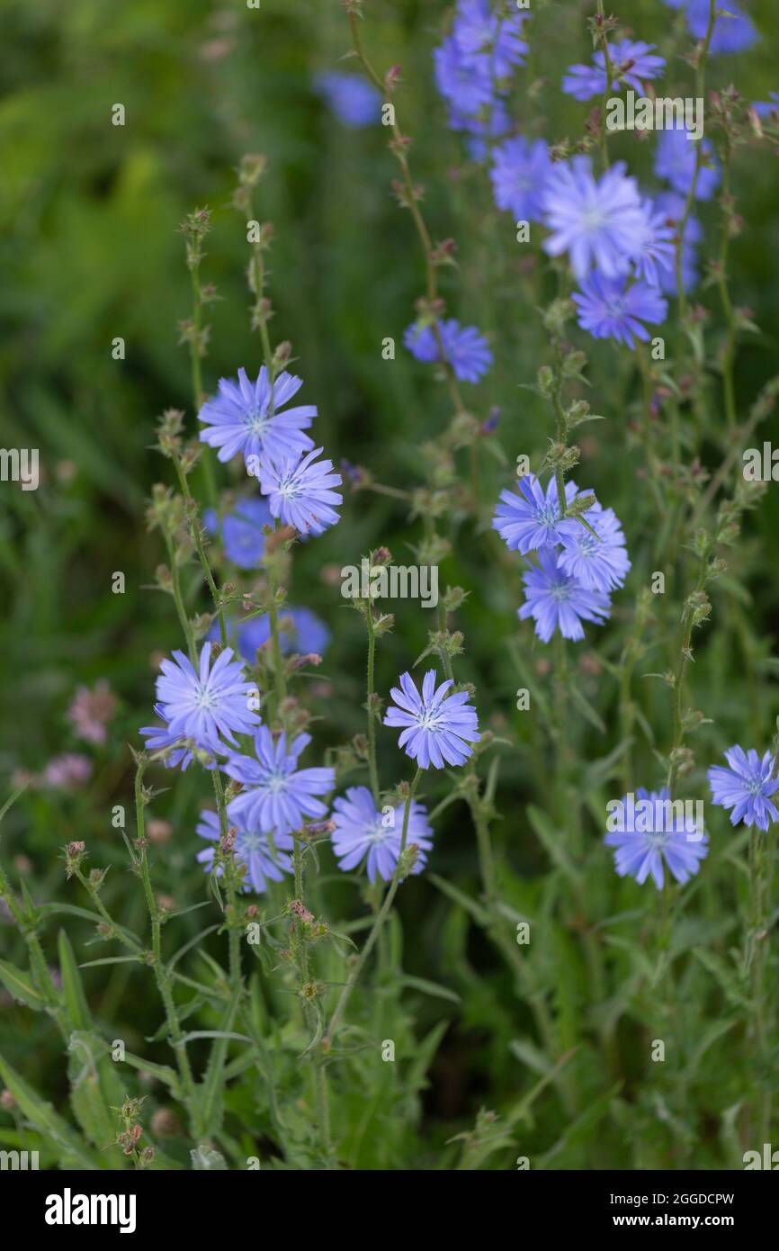 Fleurs de chicorée communes dans un jardin Banque D'Images