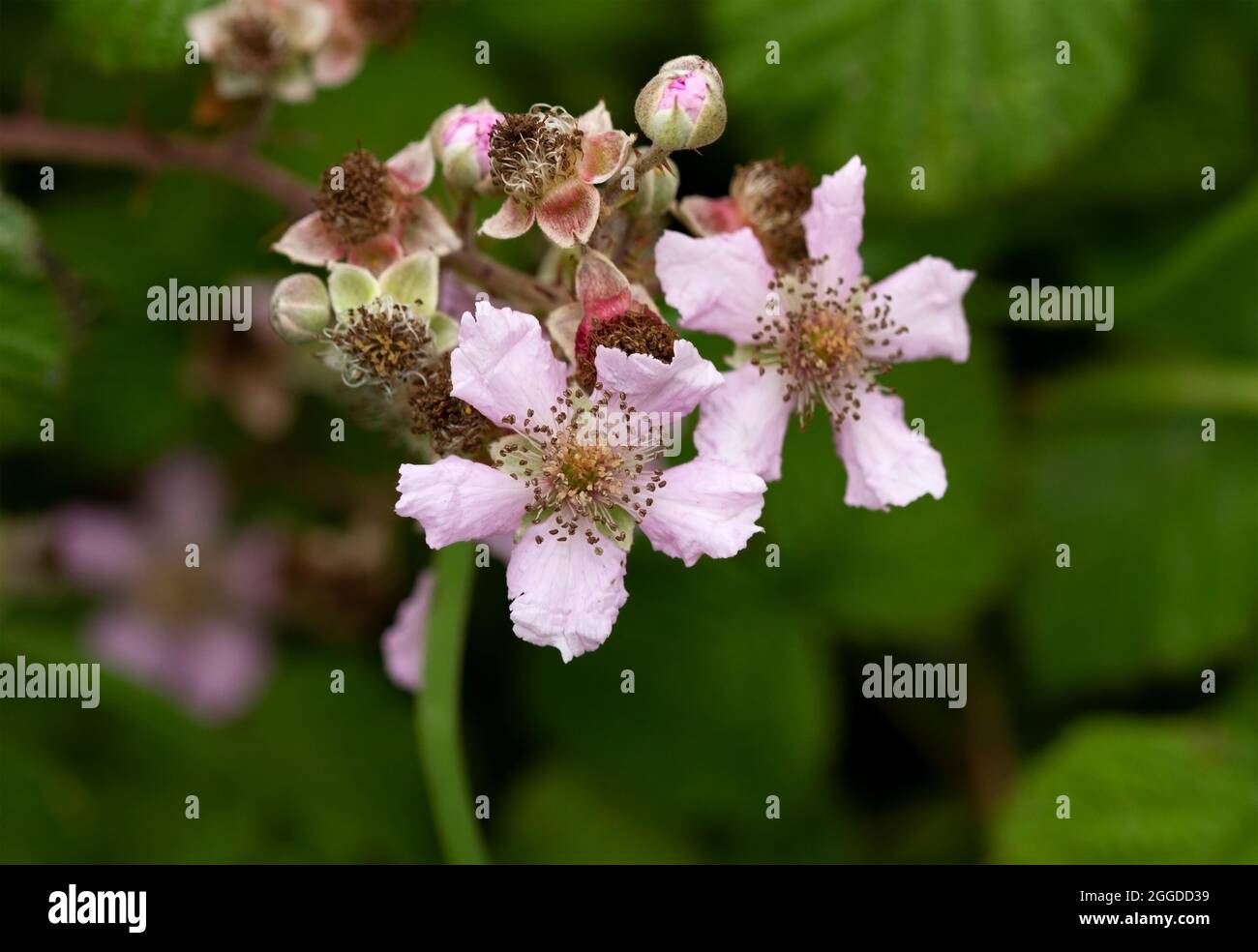 Les délicates fleurs roses ou blanches du BlackBerry brouille attirent un grand nombre d'insectes pour les polliniser. Banque D'Images