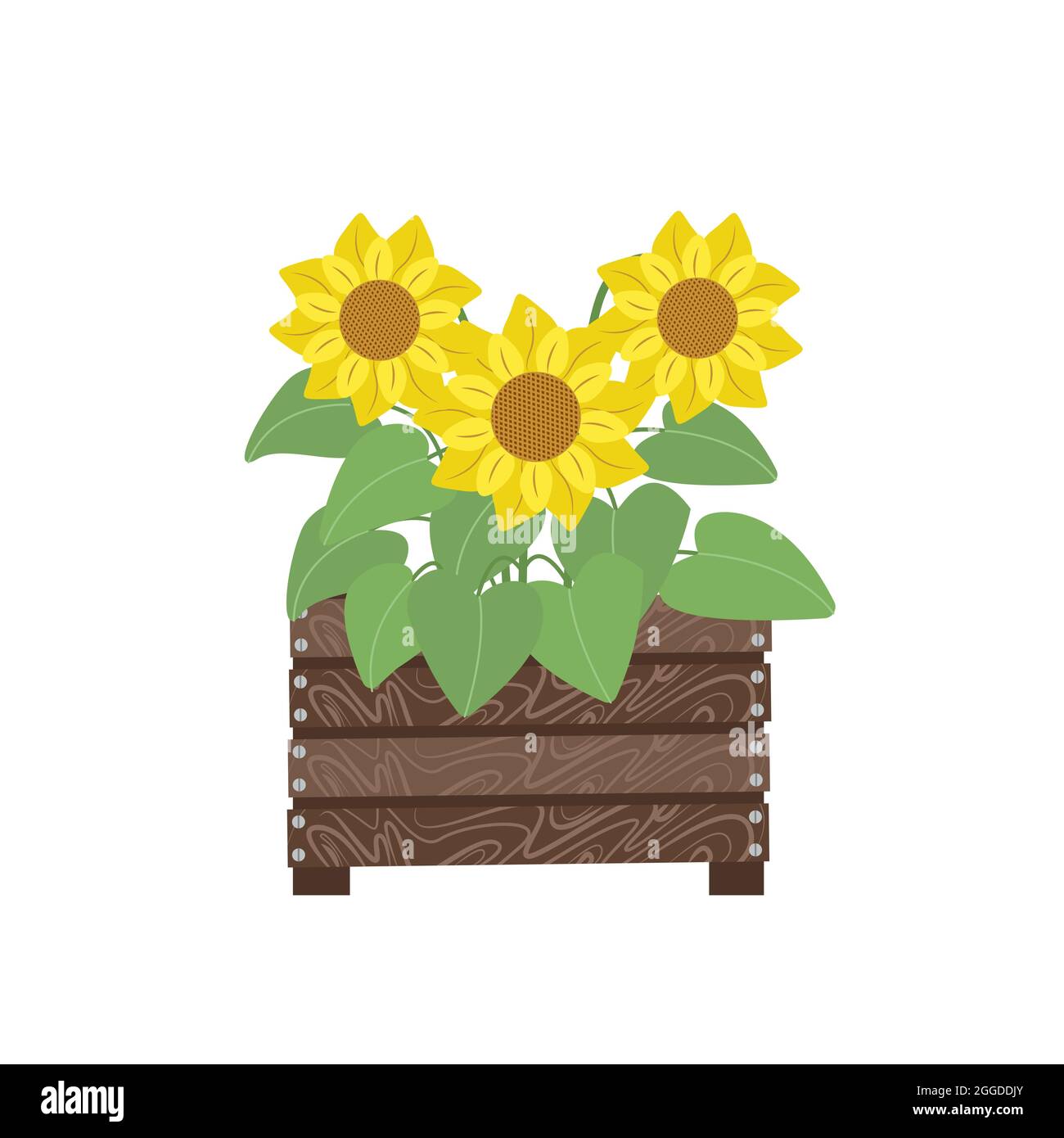 Bouquet de tournesols dans une boîte en bois, fleurs d'automne. Illustration de style plat, isolée Illustration de Vecteur