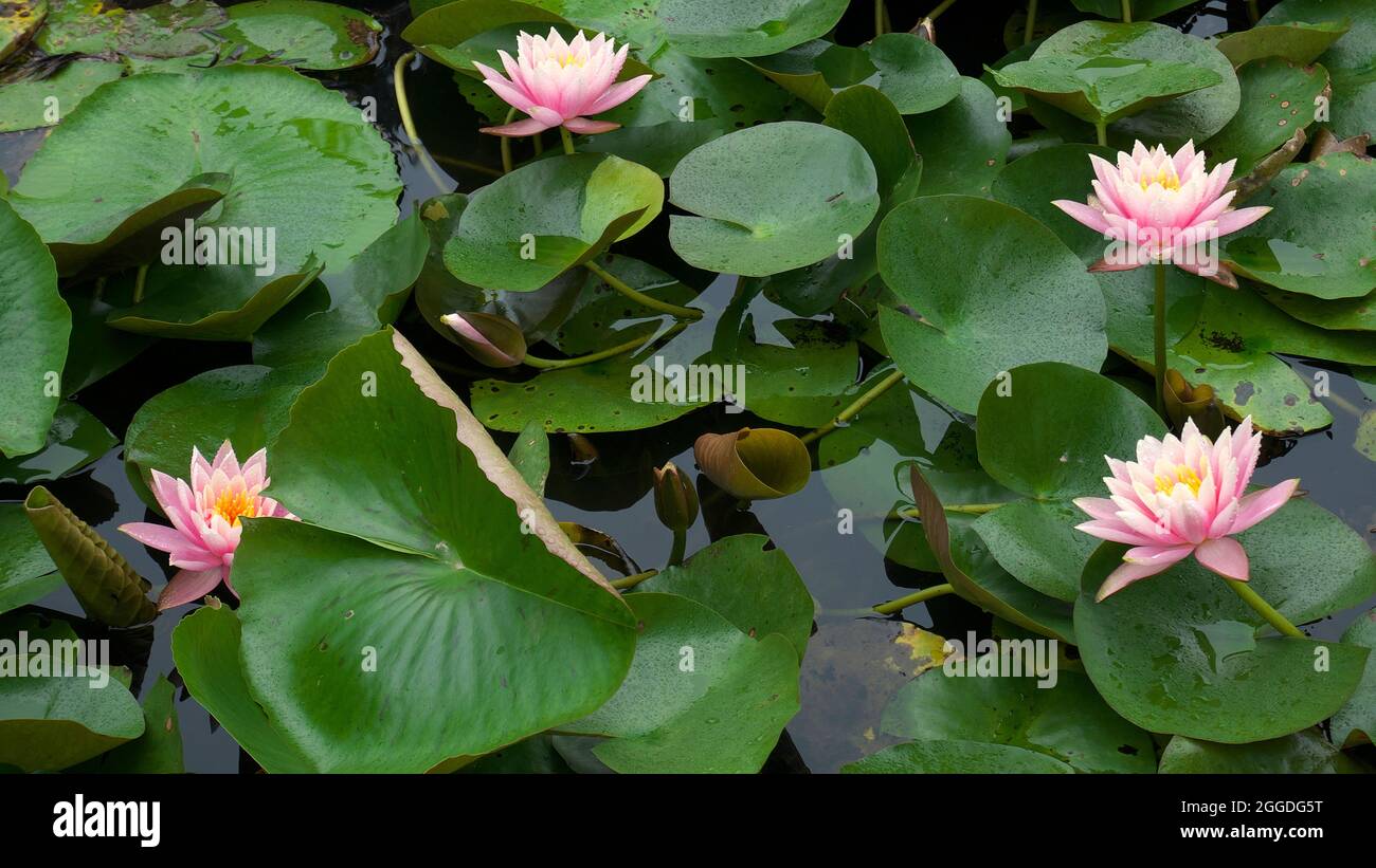 Quatre Lotus rose poussant dans un étang à PANCHGANI, MAHARASHTRA, INDE Banque D'Images