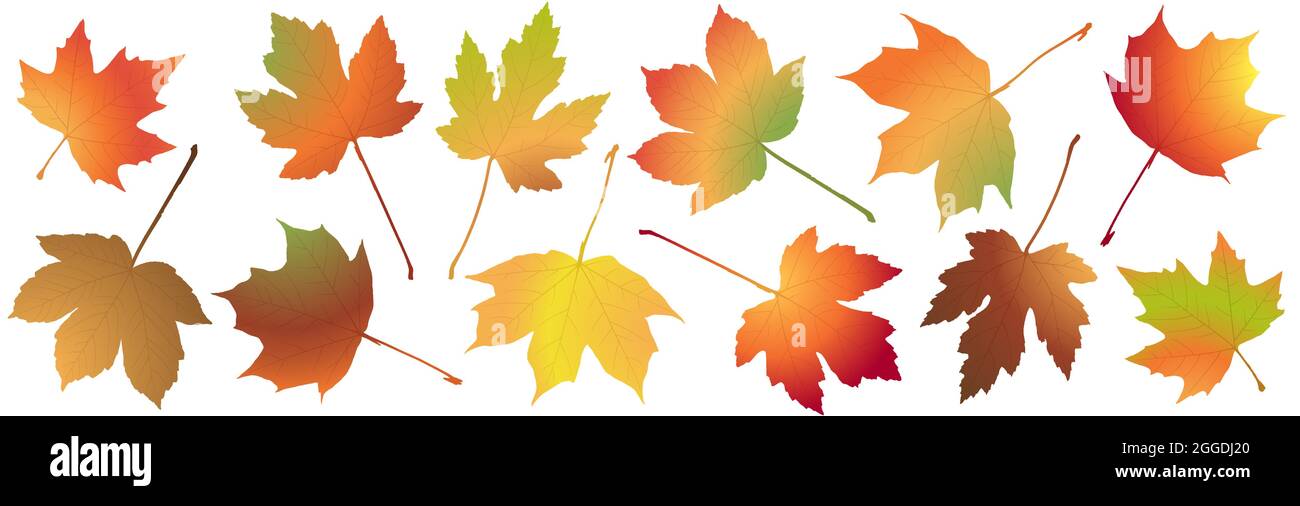 fichier vectoriel eps avec collection de feuilles de couleur érable de fin d'été ou d'automne, modèle pour les projets publicitaires de fin d'année Illustration de Vecteur