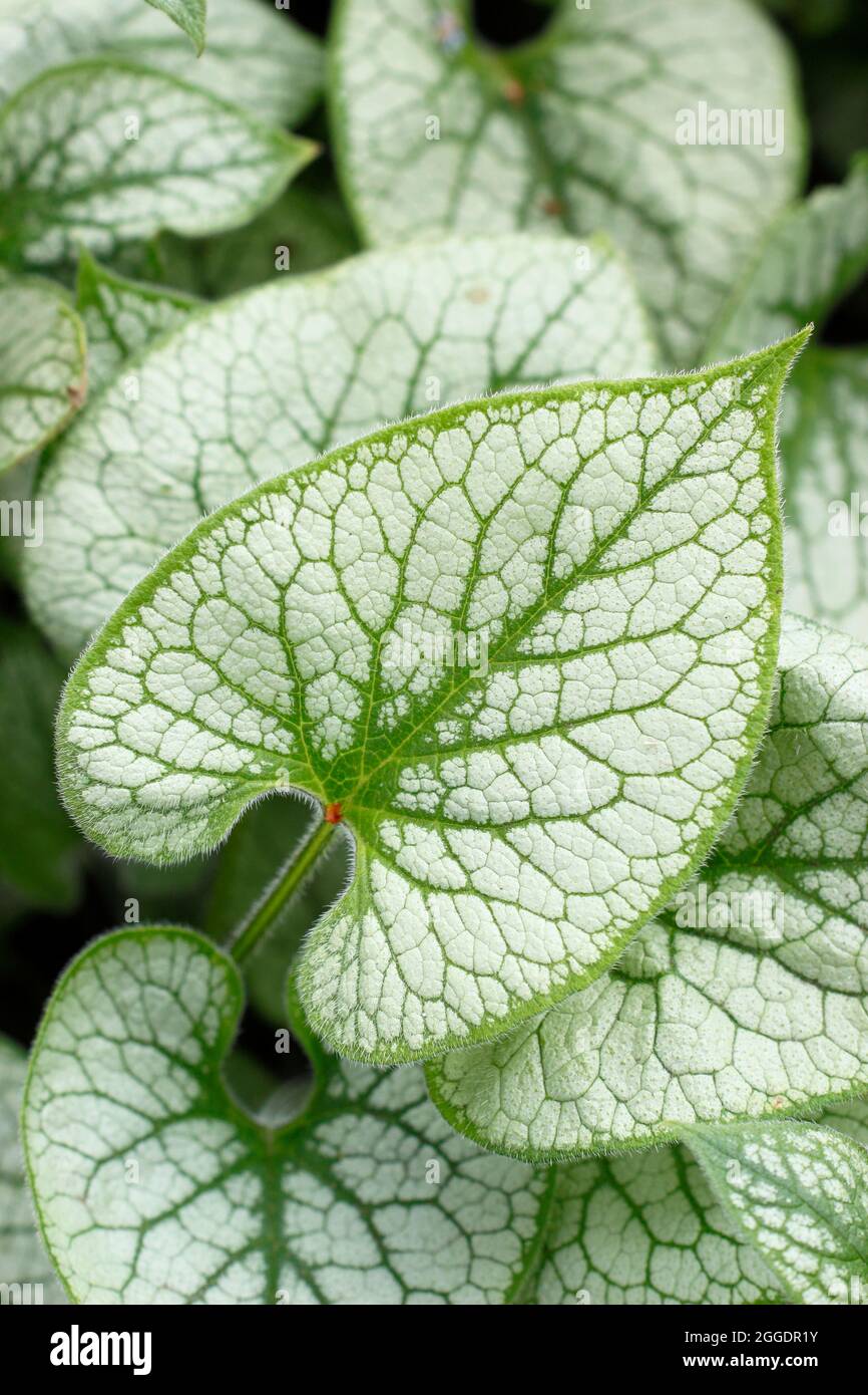 Brunnera macrophylla Jack Frost présentant des feuilles argentées et vertes caractéristiques au printemps. ROYAUME-UNI Banque D'Images