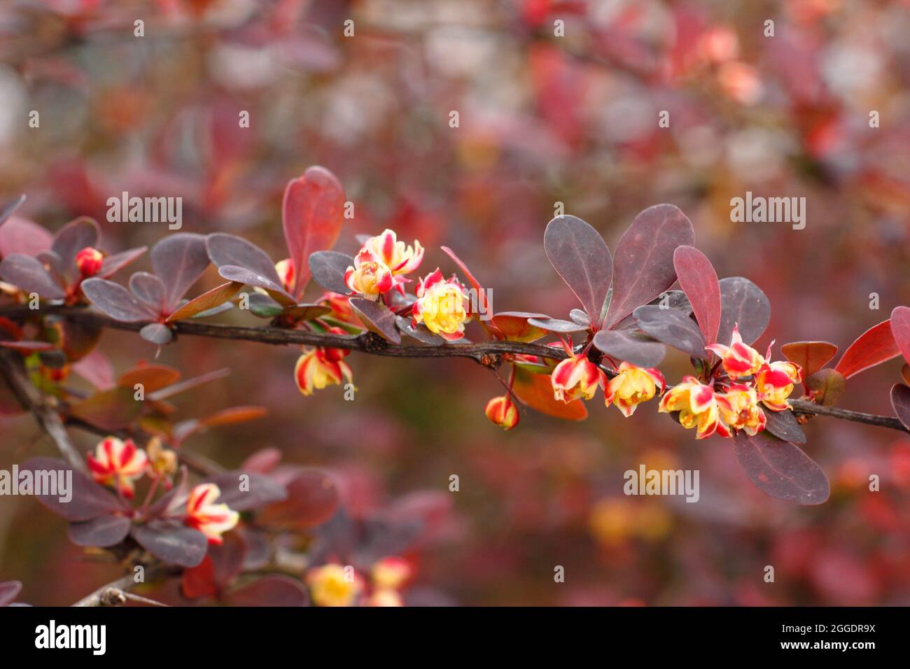 Berberis thunbergii atropurpurea 'Rose Glow'. Berberis 'Rosy Glow', également appelé Berberis Rose Glow, affichant de petites fleurs au printemps. ROYAUME-UNI Banque D'Images