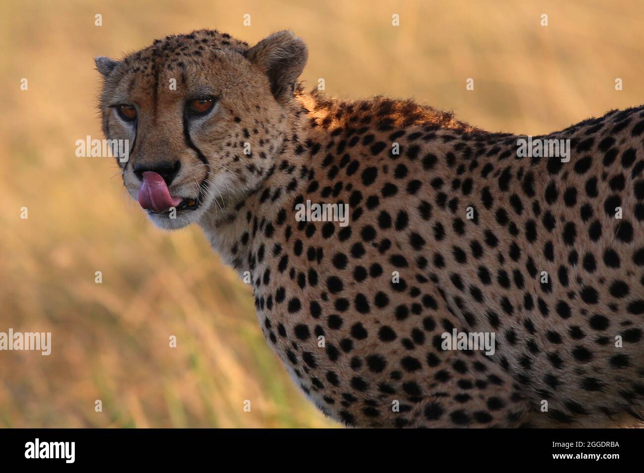 Bedroht, Gefährlich, Geparde sind schöne Raubkatzen oder Großkatzen und die schnellsten Landtiere der Welt. Afrique, Serengeti, Tansania, Kenia, Banque D'Images