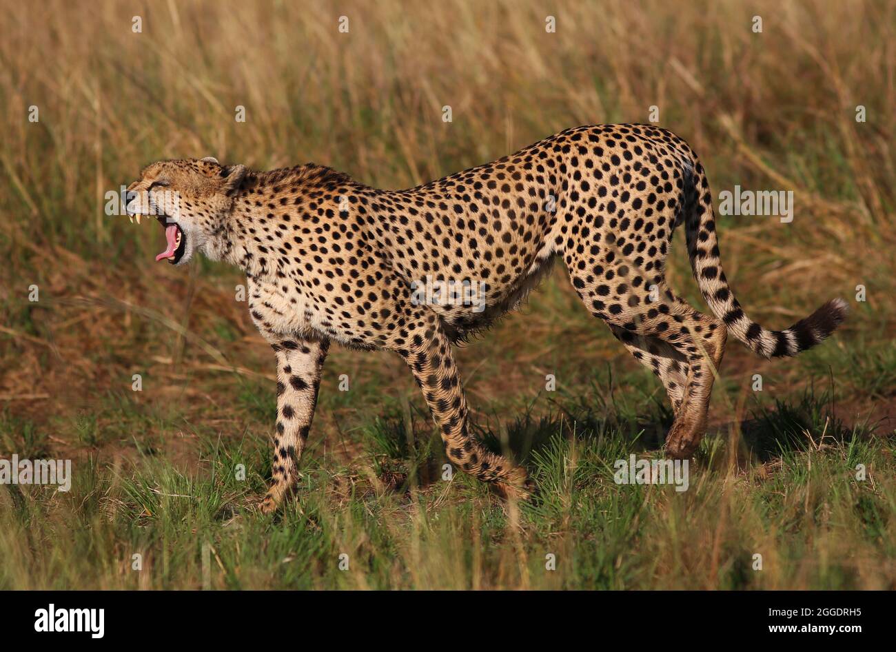 Bedroht, Gefährlich, Geparde sind schöne Raubkatzen oder Großkatzen und die schnellsten Landtiere der Welt. Afrique, Serengeti, Tansania, Kenia, Banque D'Images