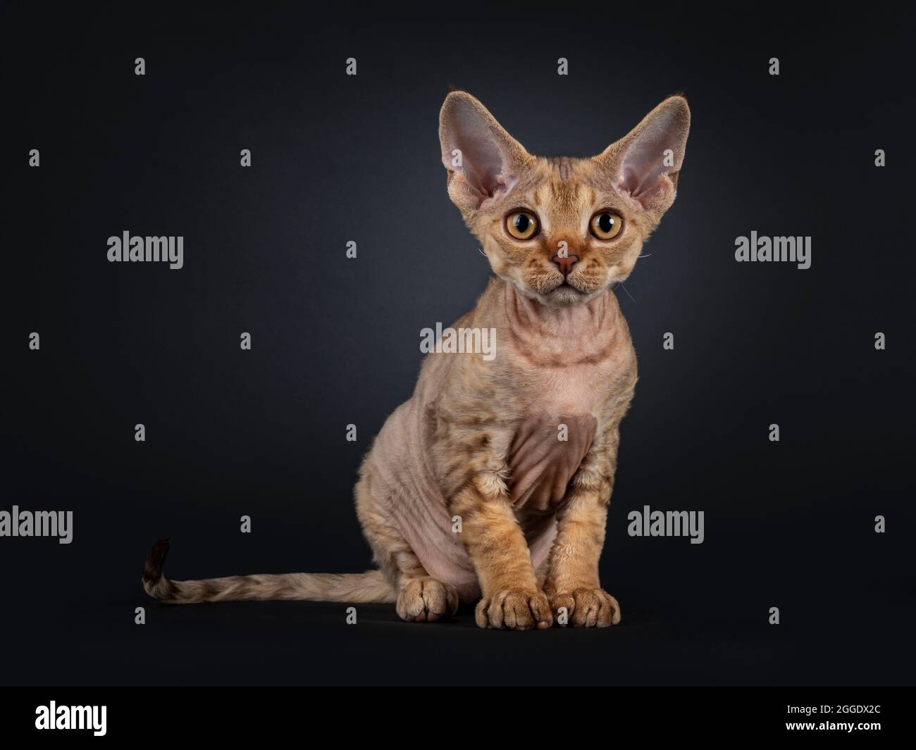Adorable chaton de chat Devon Rex doré brun, assis face à l'avant incliné vers l'avant. Regardant curiou vers l'appareil photo. Isolé sur un fond noir. Banque D'Images