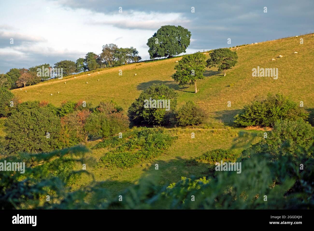 Vue rurale Carmarthenshire pays de Galles colline du Royaume-Uni dans paysage rural à la fin de l'été en août 2021 KATHY DEWITT Banque D'Images