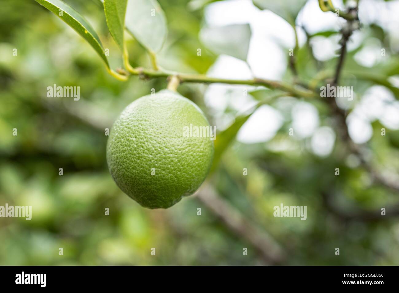 Citron vert croissant sur arbre. Mise au point sélective Banque D'Images