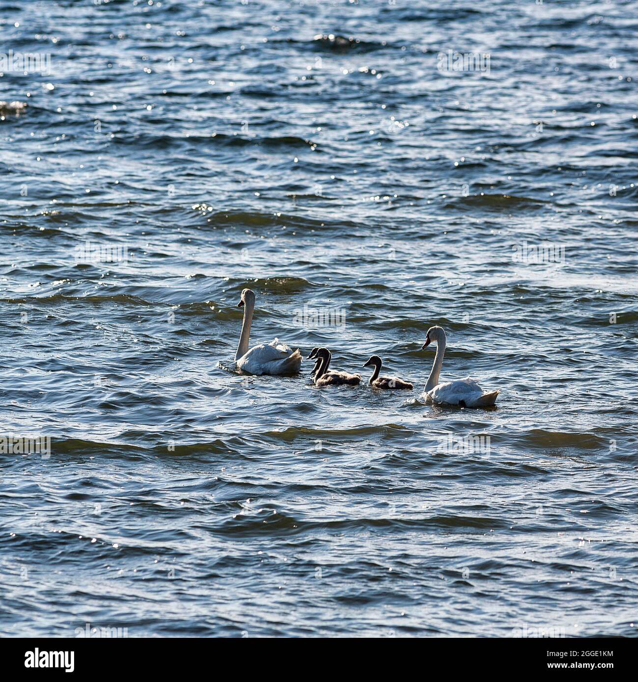 Deux cygnes muets (Cygnus olor) avec de jeunes oiseaux, famille cygne nageant dans la mer Baltique, île Gotland, Suède Banque D'Images
