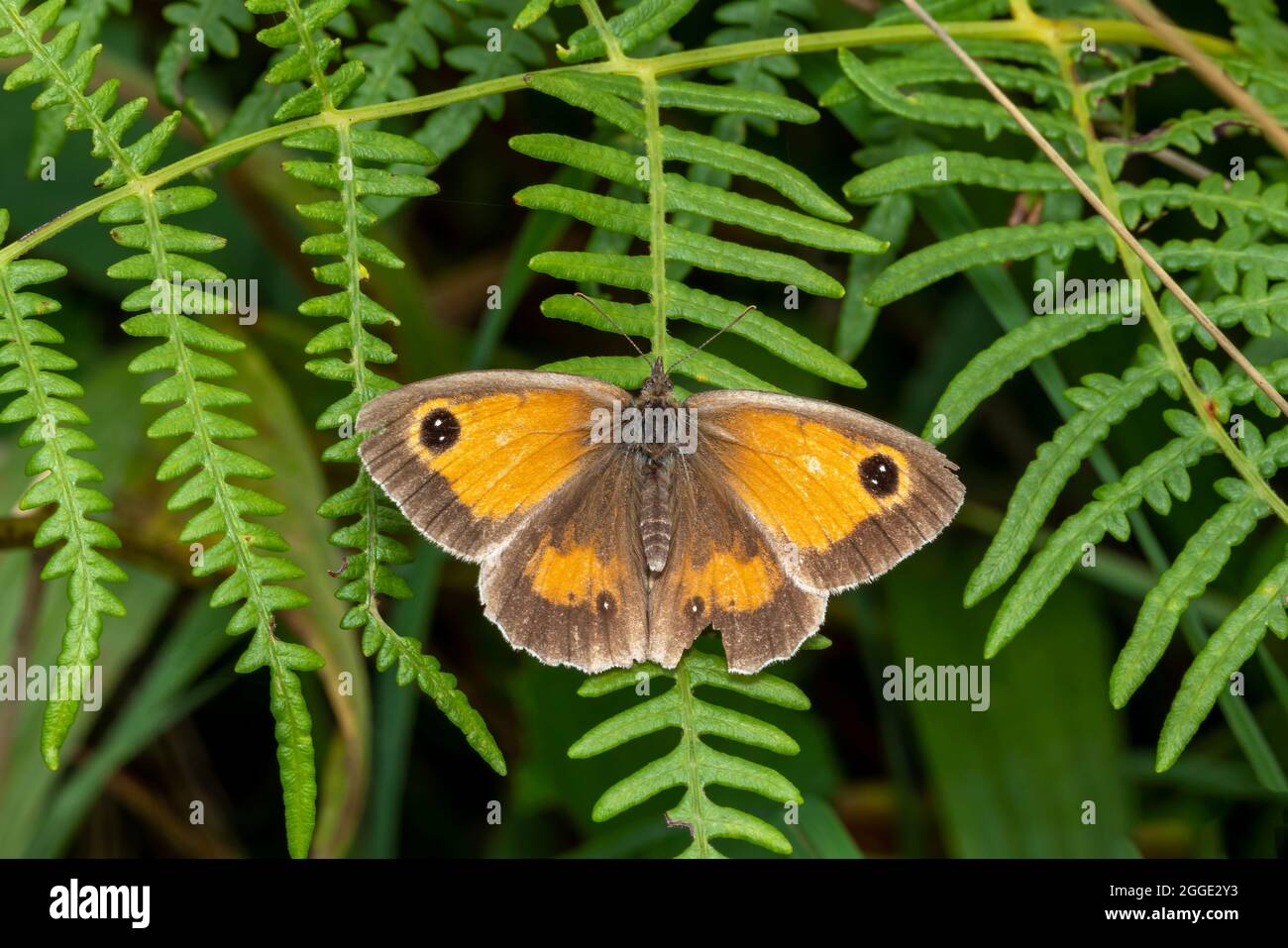 Papillon de gardien (Pyronia tithonus) insecte volant communément appelé Hedge Brown Banque D'Images