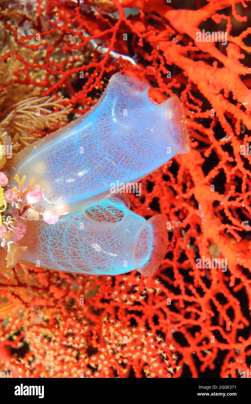 Jupes de mer (Rhopalaea), Pacifique, Bali, détroit de Lembeh, Molukken, Indonésie Banque D'Images