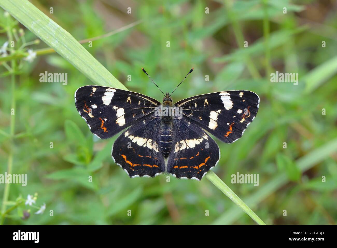 Carte papillon (Araschnia levana), génération estivale, Siegerland, Rhénanie-du-Nord-Westphalie, Allemagne Banque D'Images