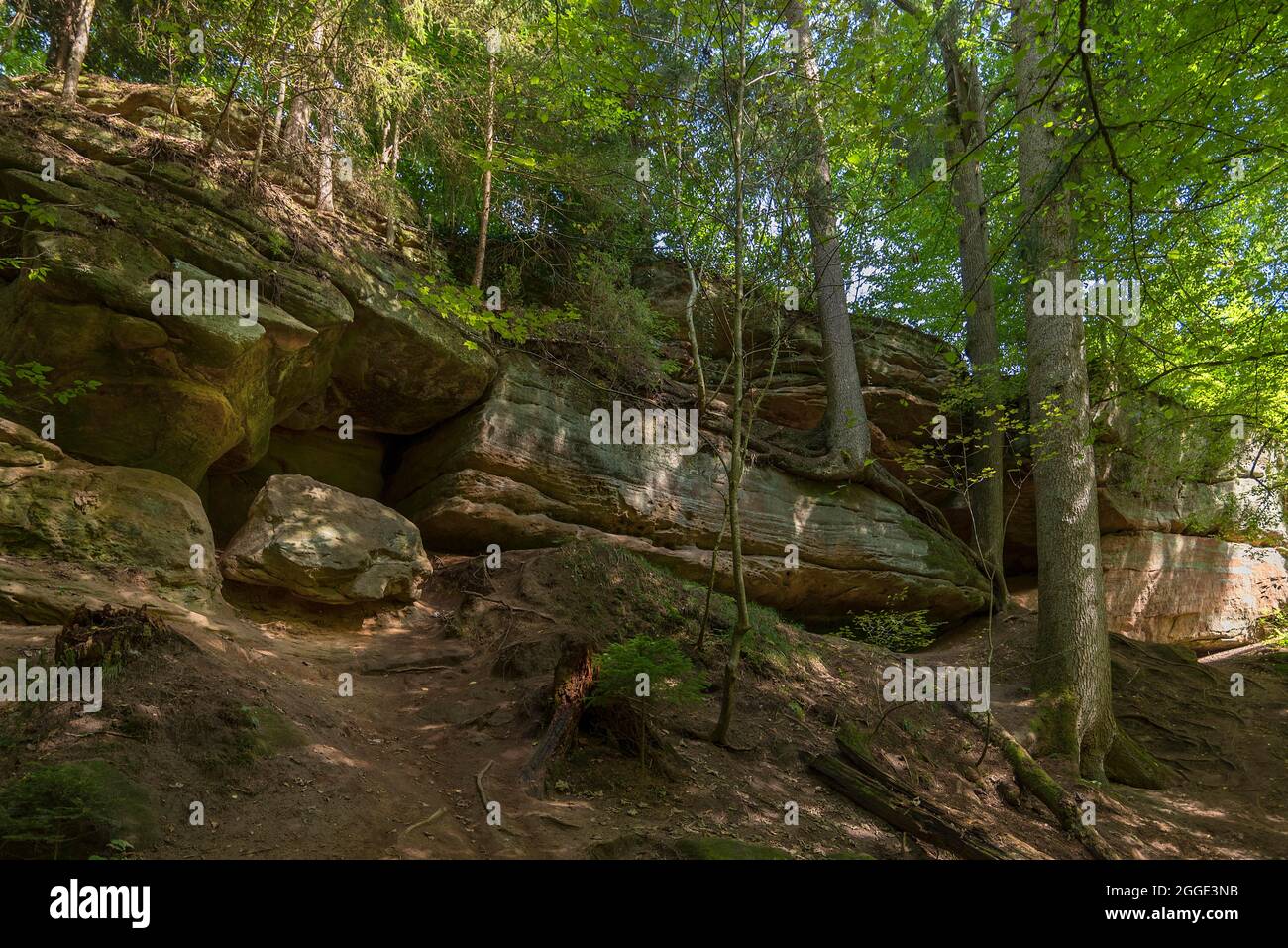 Épinettes sur les rochers de la Schwarzachklamm, Schwarzenbruck, moyenne-Franconie, Bavière, Allemagne Banque D'Images
