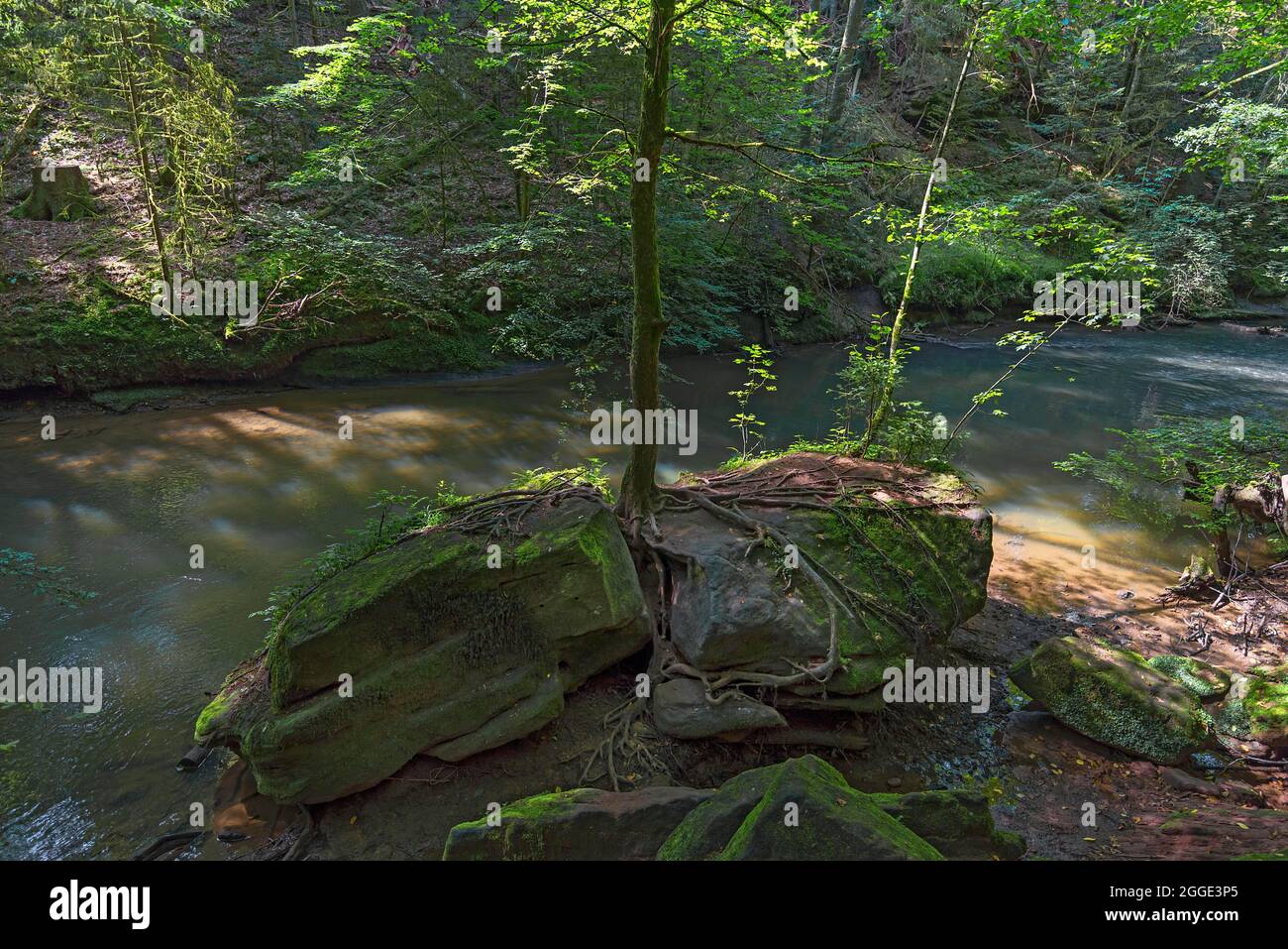 Épicéa sur une roche dans le Schwarzachklamm, Schwarzenbruck, moyenne-Franconie, Bavière, Allemagne Banque D'Images