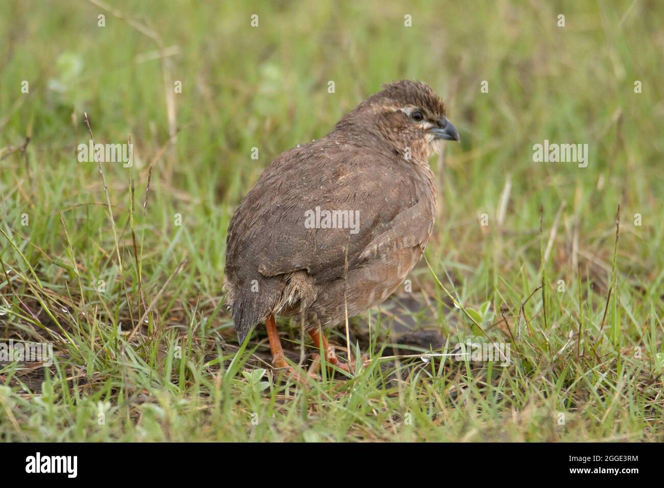 La caille de brousse de roche trouvée dans certaines parties de l'Inde péninsulaire. Gros plan avec des gouttelettes de pluie sur les plumes. Perdicula argoondah Banque D'Images