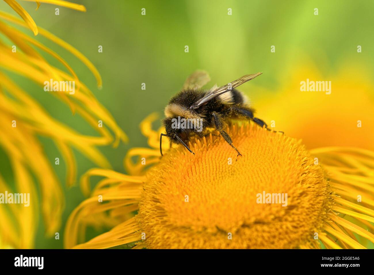 Schleswig, un jardin bourdon (Bombus hortorum) sur le sang d'un grand télékie sur le Konigswinesen. Bumblebee de jardin: Superfamily: Apoidea, no rank: Bees (Apiformes), family: Apidae, subfamily: Apinae, genre: Bumblebees (Bombus), essence: bumblebee de jardin; Big Telekie: Ordre: Asterales, famille: Asteraceae, sous-famille: Asteroideae, Tribe: Inuleae, genre: Telekia, Espèce: Big Telekie Banque D'Images