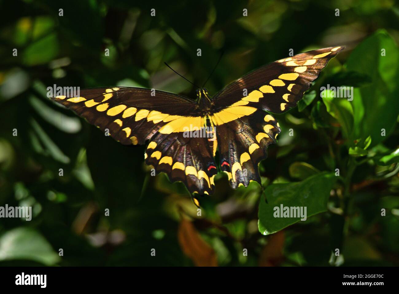 Grand porte-queue (Papilio cresphontes) papillon Banque D'Images