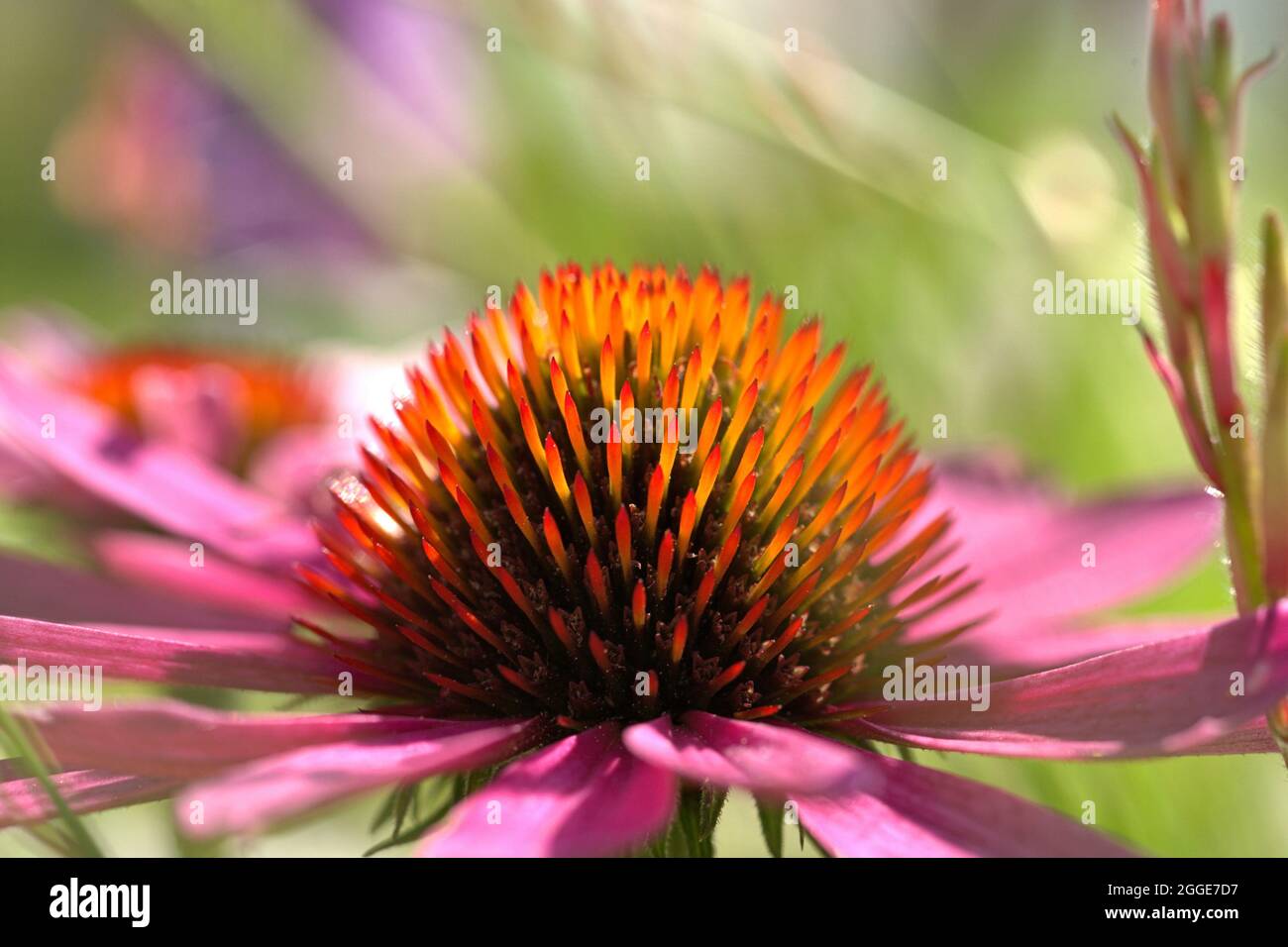 Le Schleswig, coneflower violet (Echinacea purpurea), également appelé chapeau de soleil rouge dans un lit de fleur public dans la ville. Gros plan du sang avec le panier à sang conique. Euasterides II, ordre: Asterales, famille: Asteraceae, tribu: Heliantheae, genre: Echinacea, Espèce: Conefellower violet Banque D'Images