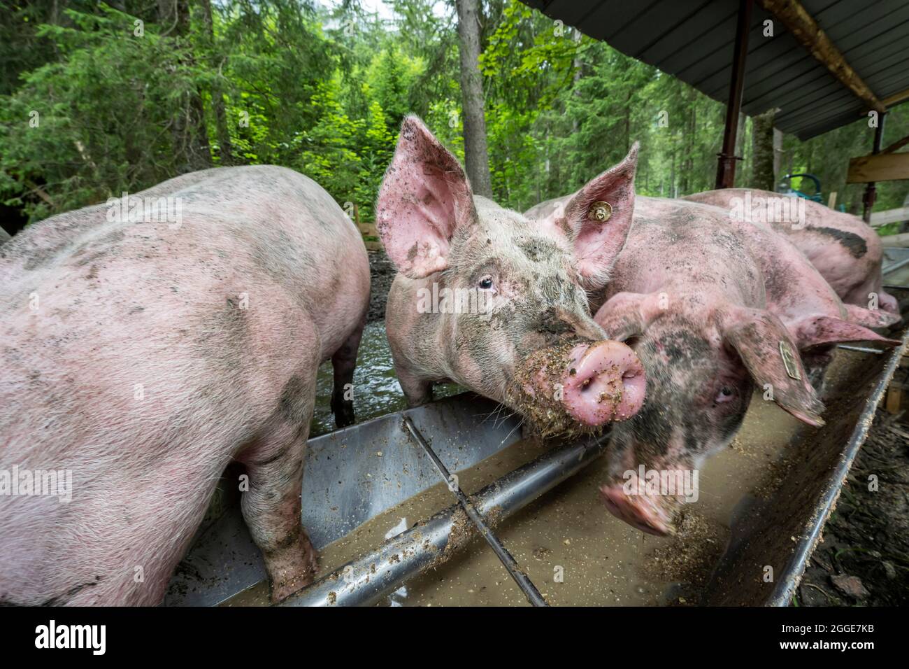Porcs domestiques (sus scrofa domesticus) dans un creux dans une enceinte extérieure, Allgaeu, Bavière, Allemagne Banque D'Images