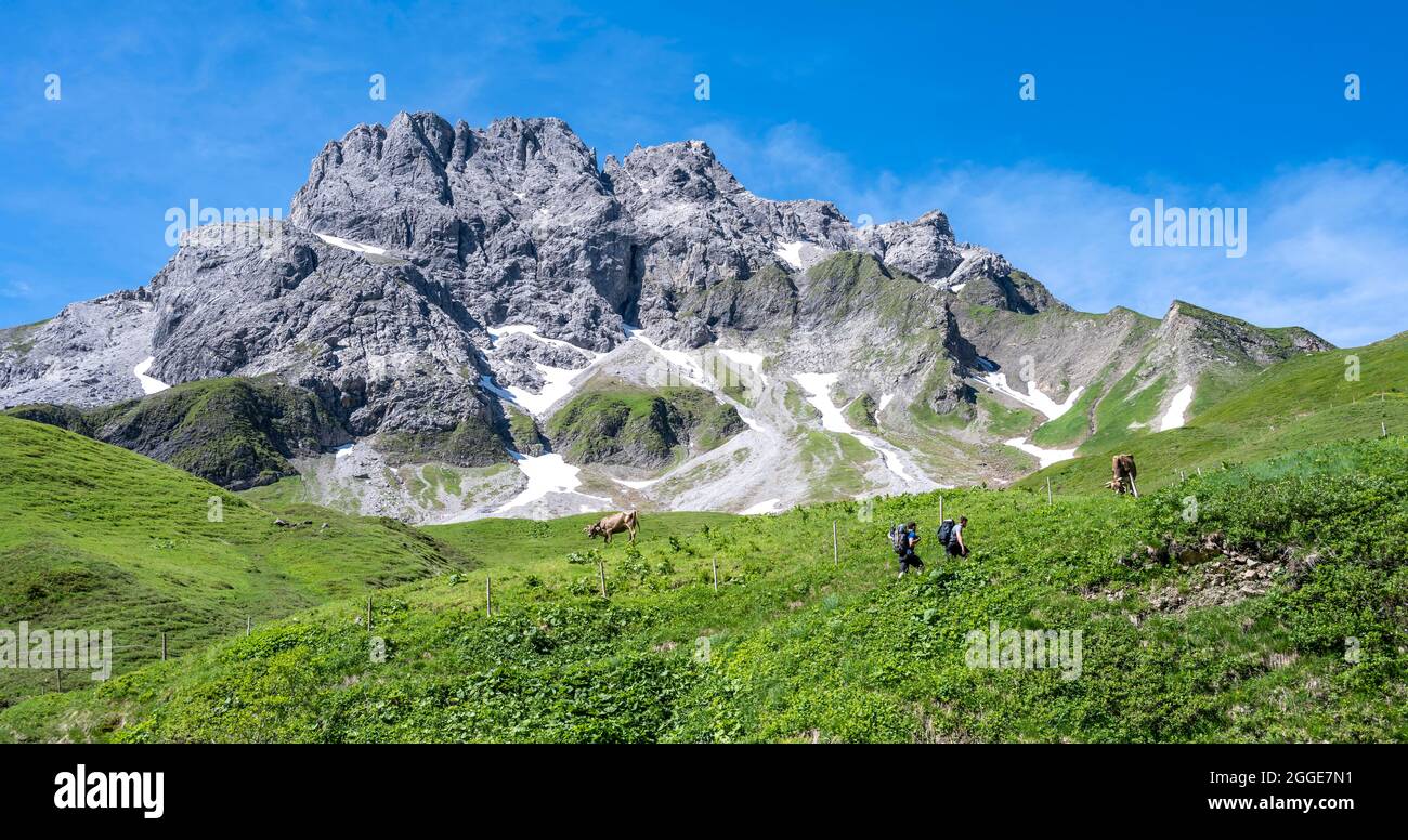 Deux randonneurs, vache dans un pré dans les montagnes, Heilbronner Hoehenweg, Alpes d'Allgaeu, Bavière, Allemagne Banque D'Images