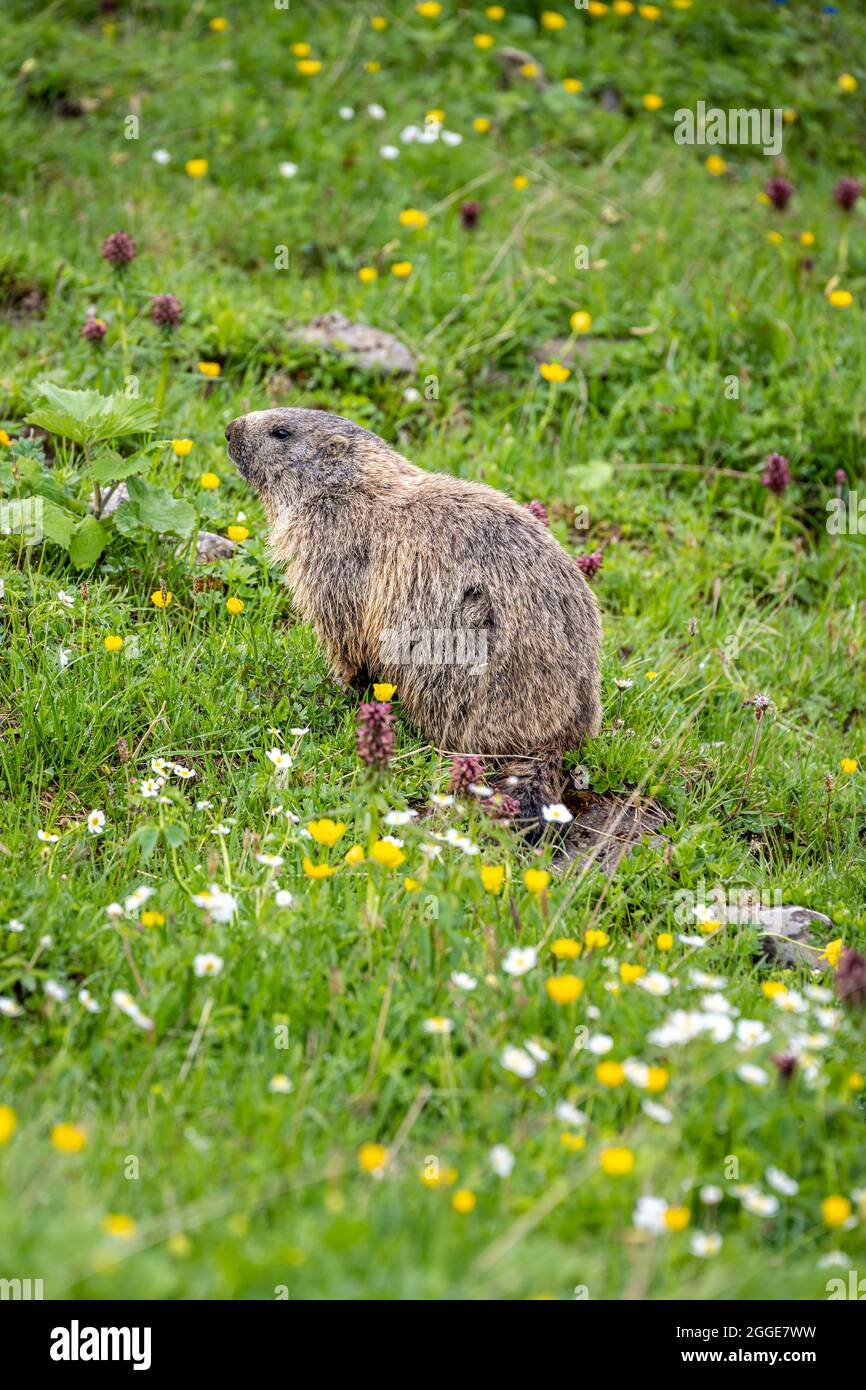 Marmot (Marmota) dans un pré floral, Alpes d'Allgaeu, Allgaeu, Bavière, Allemagne Banque D'Images
