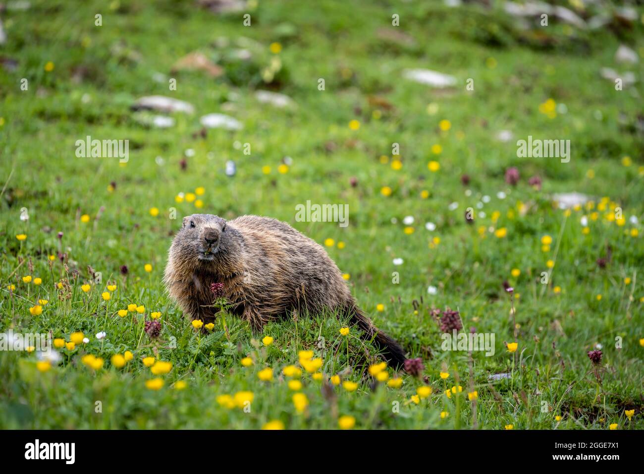 Marmot (Marmota) dans un pré floral, Alpes d'Allgaeu, Allgaeu, Bavière, Allemagne Banque D'Images