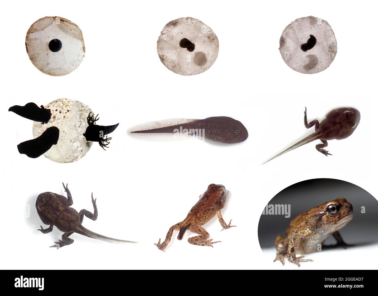Grenouille commune (Rana temporaria), développement complet de l'œuf de grenouille, de l'embryon au tadpole, de la larve à la grenouille adulte, métamorphose, transformation Banque D'Images